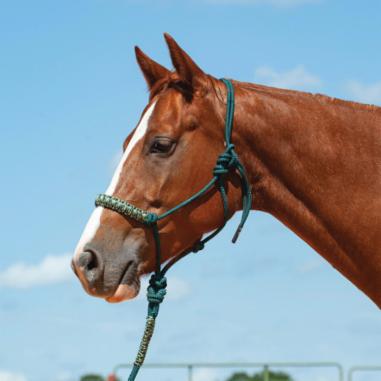 Horse Halters