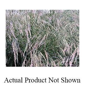 Allied Seed KY 31 FESCUE