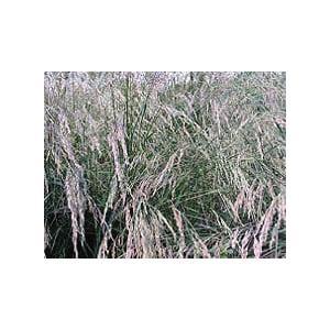 Allied Seed KYTFES10