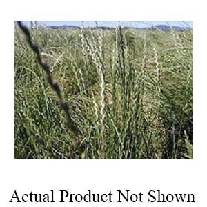 Allied Seed WHITE CLOVER 3#