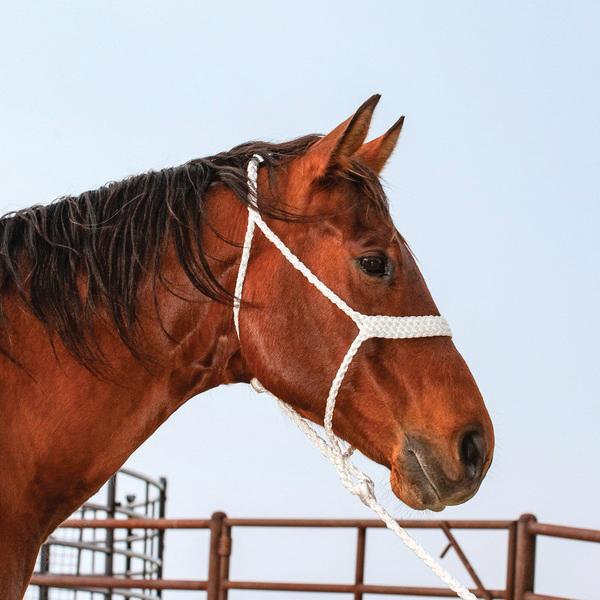Classic Equine® HALTERBRWH
