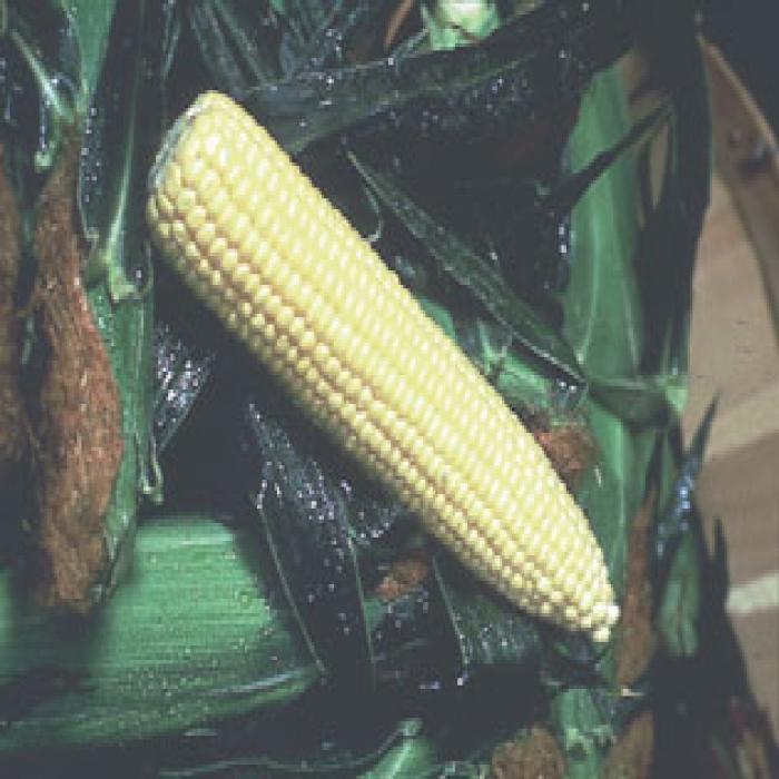 Co-op 87740