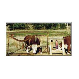 Cow Life-Cattle Rub® 102