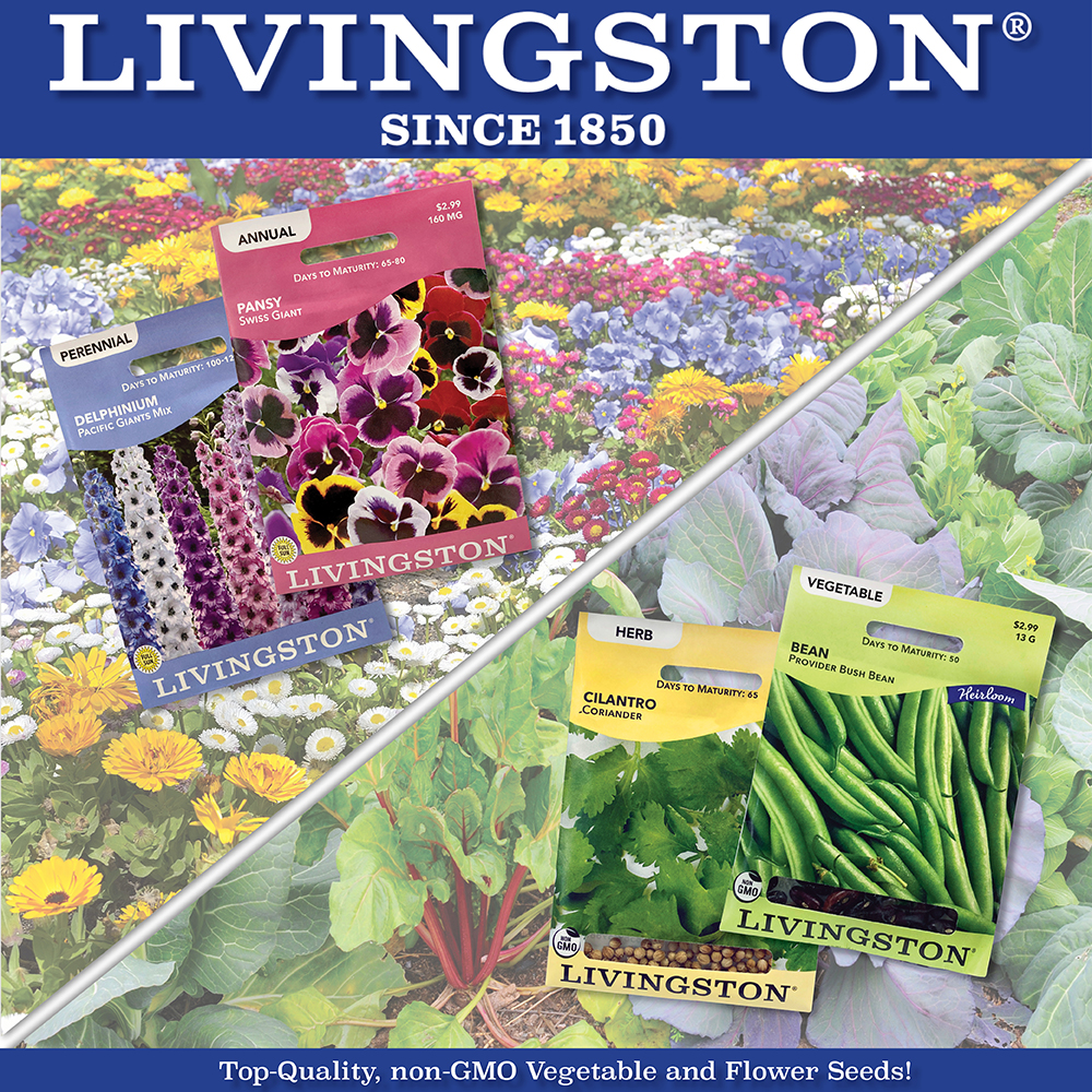 Livingston Seed Y4025 Earliserve Bush Bean Seed, Bean, 13...