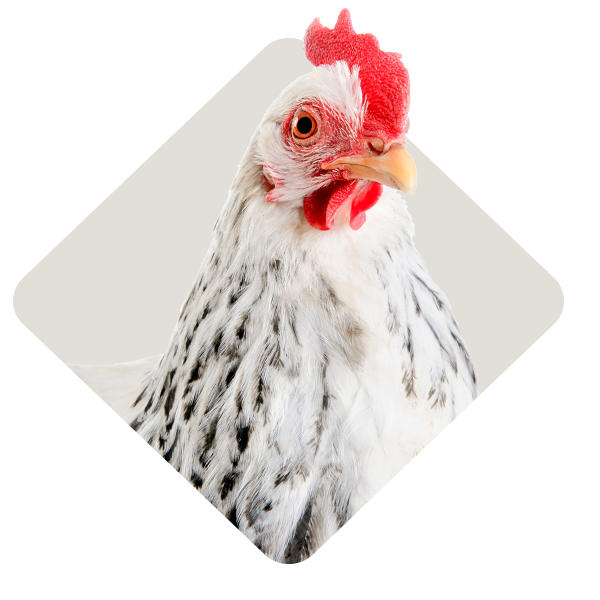 Livestock Feed & Supplies IFA