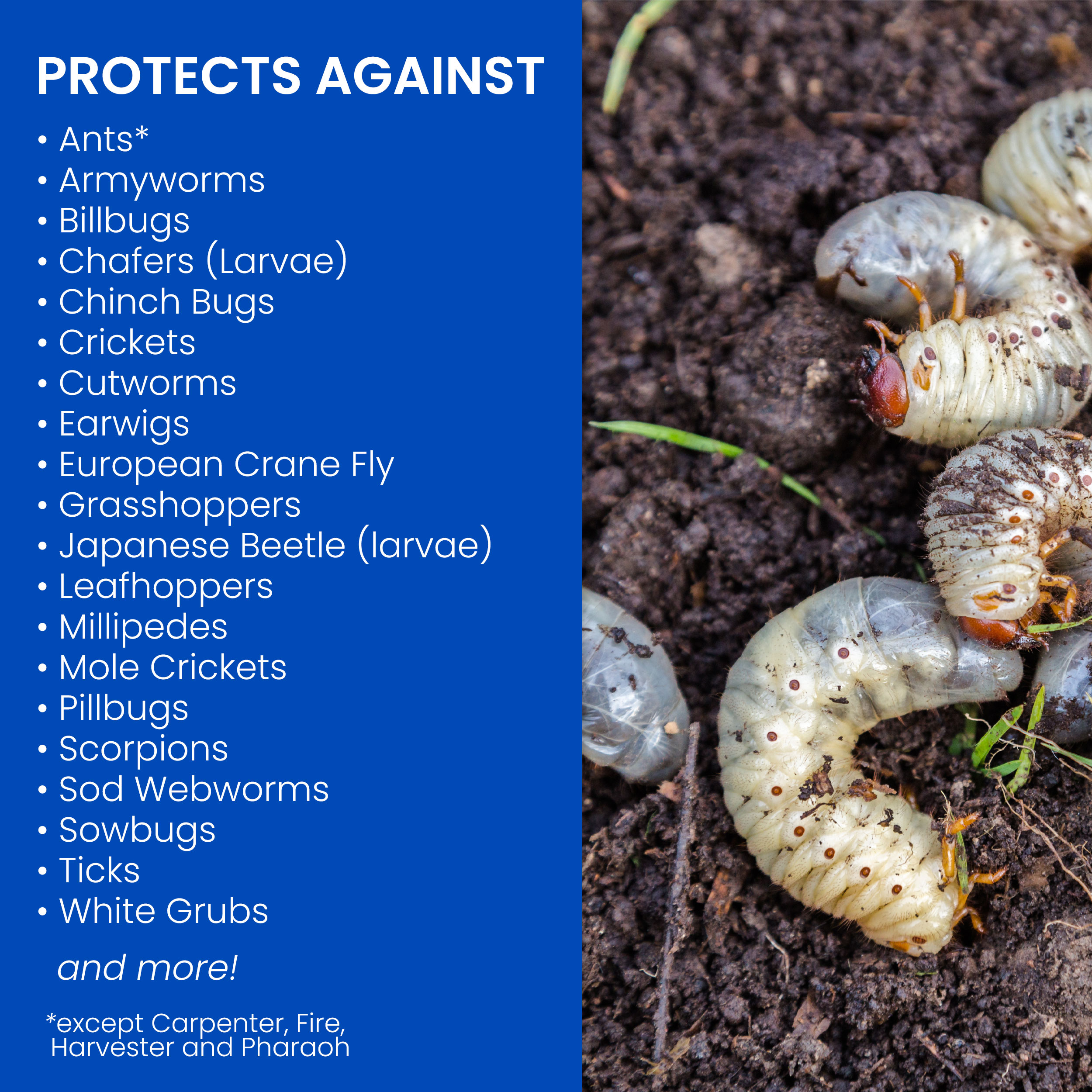 BioAdvanced Grub and Insect Control - Thumbnail 5