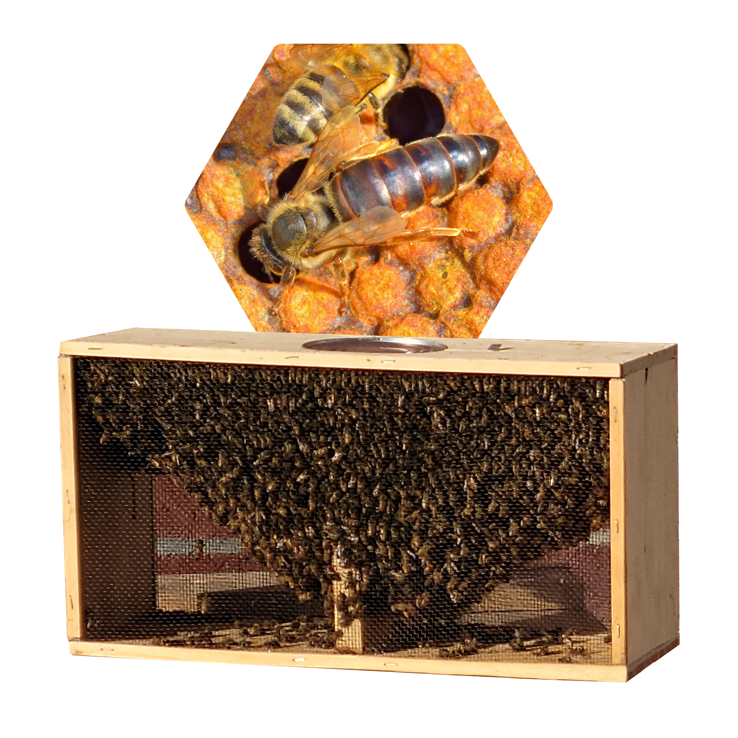 Live Bees | IFA