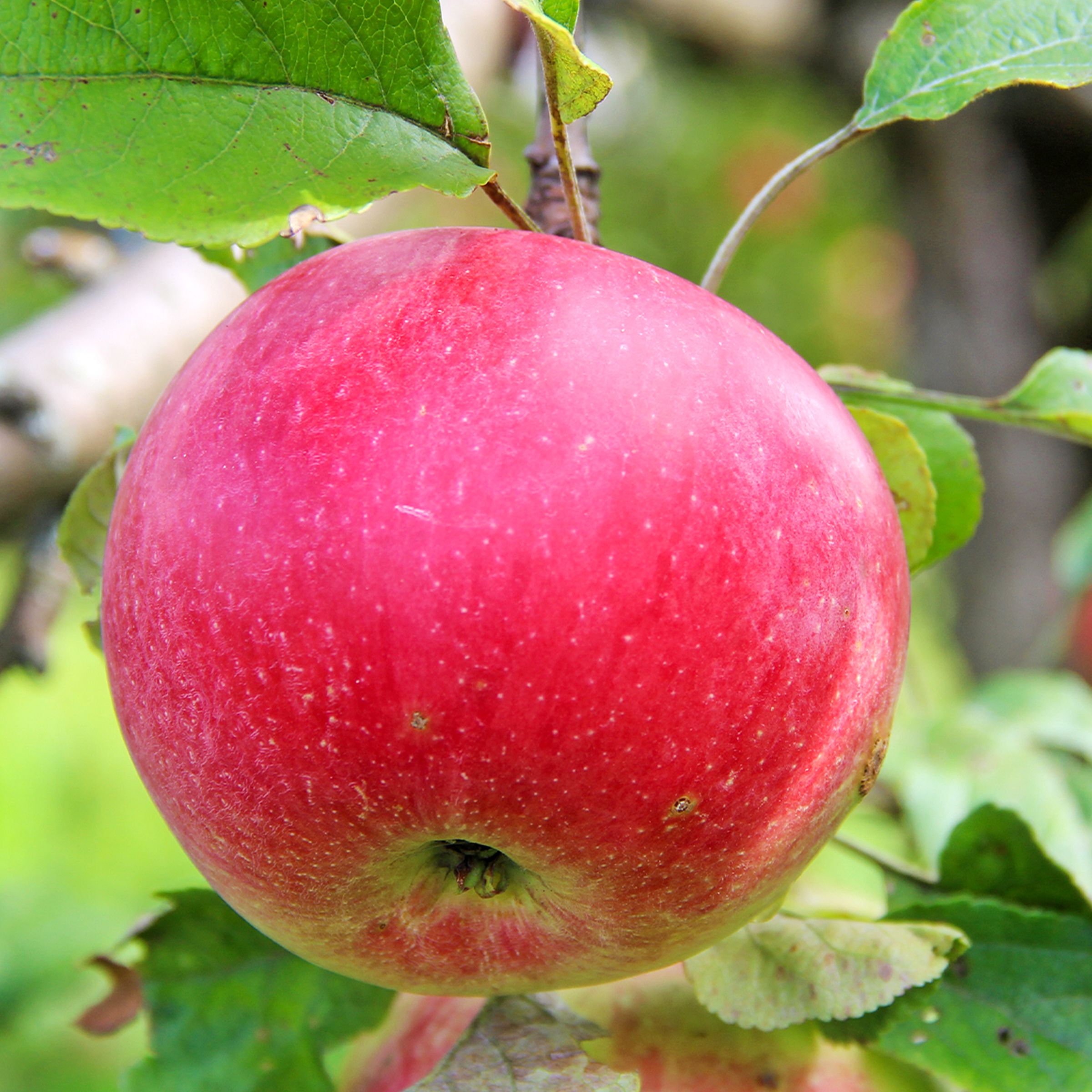 NURSERY IFA100006796 | IFA