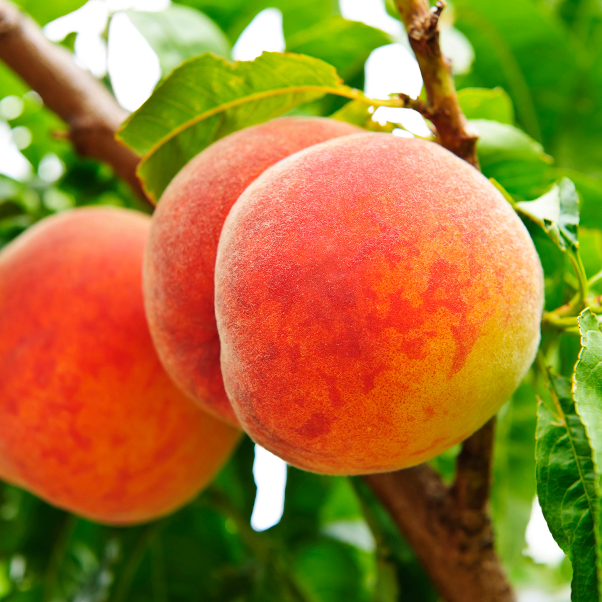 洋楽 Pollen. Peach tree. China Pearl Peach | Peach Trees for Sale – Plant Me Green