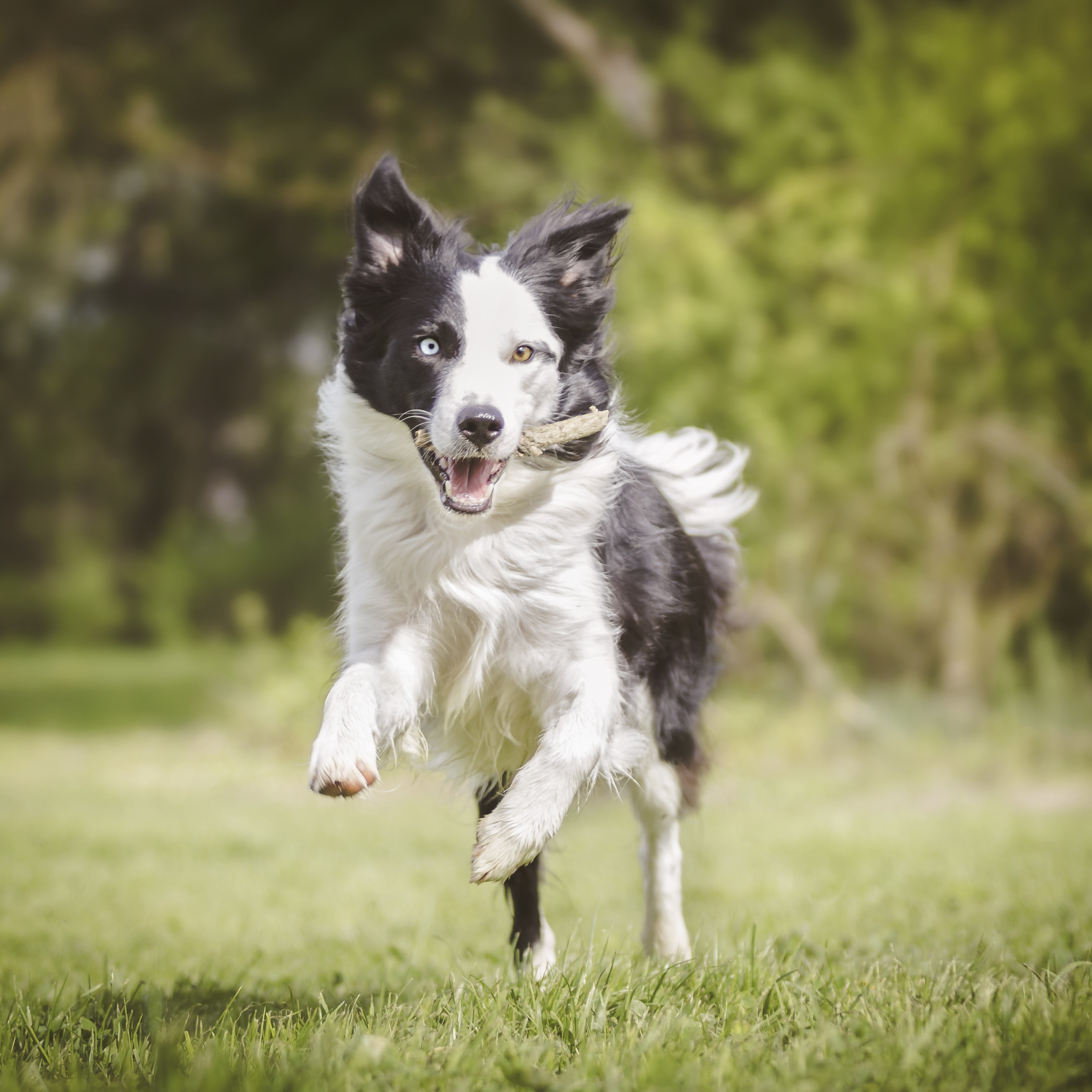 Dog