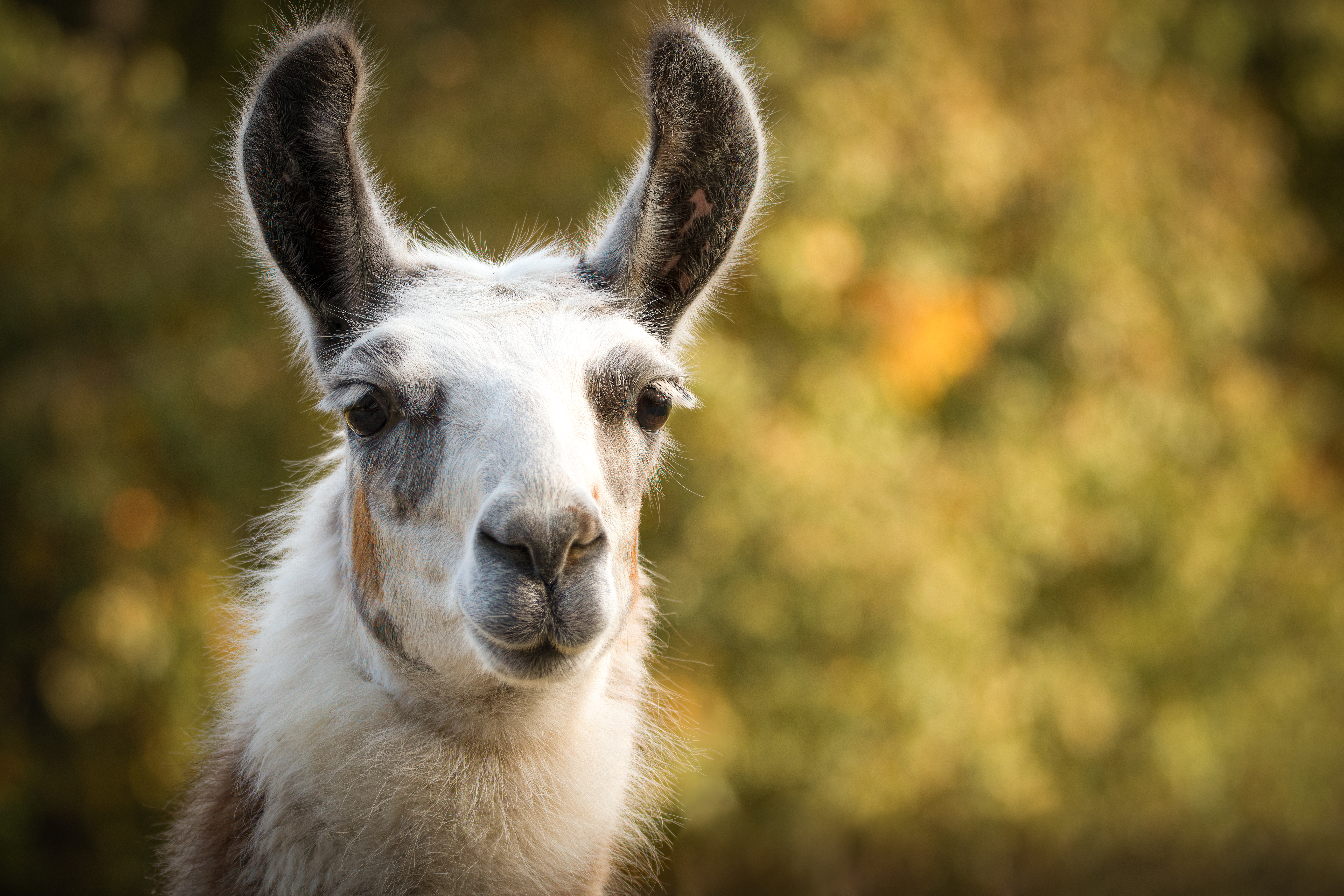 Llama Feed