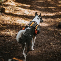 Dog Clothing & Accessories