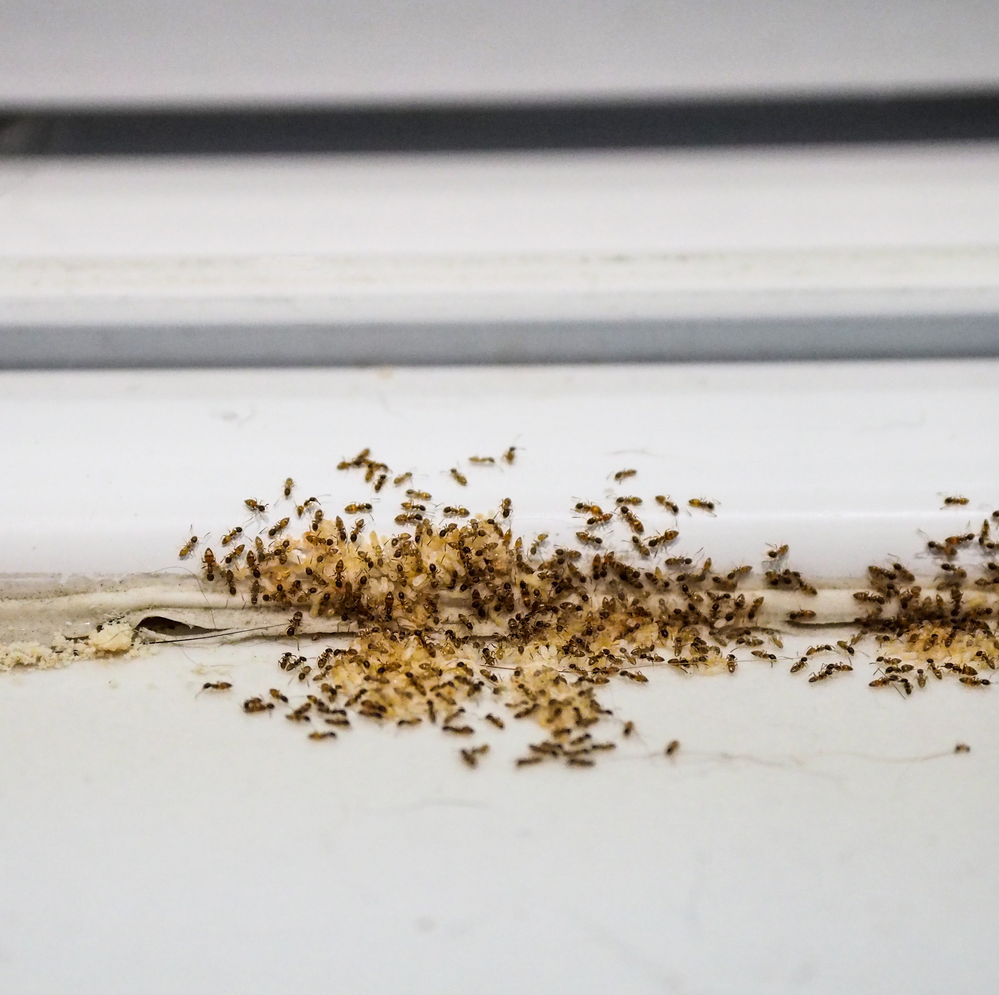 Insect Baits