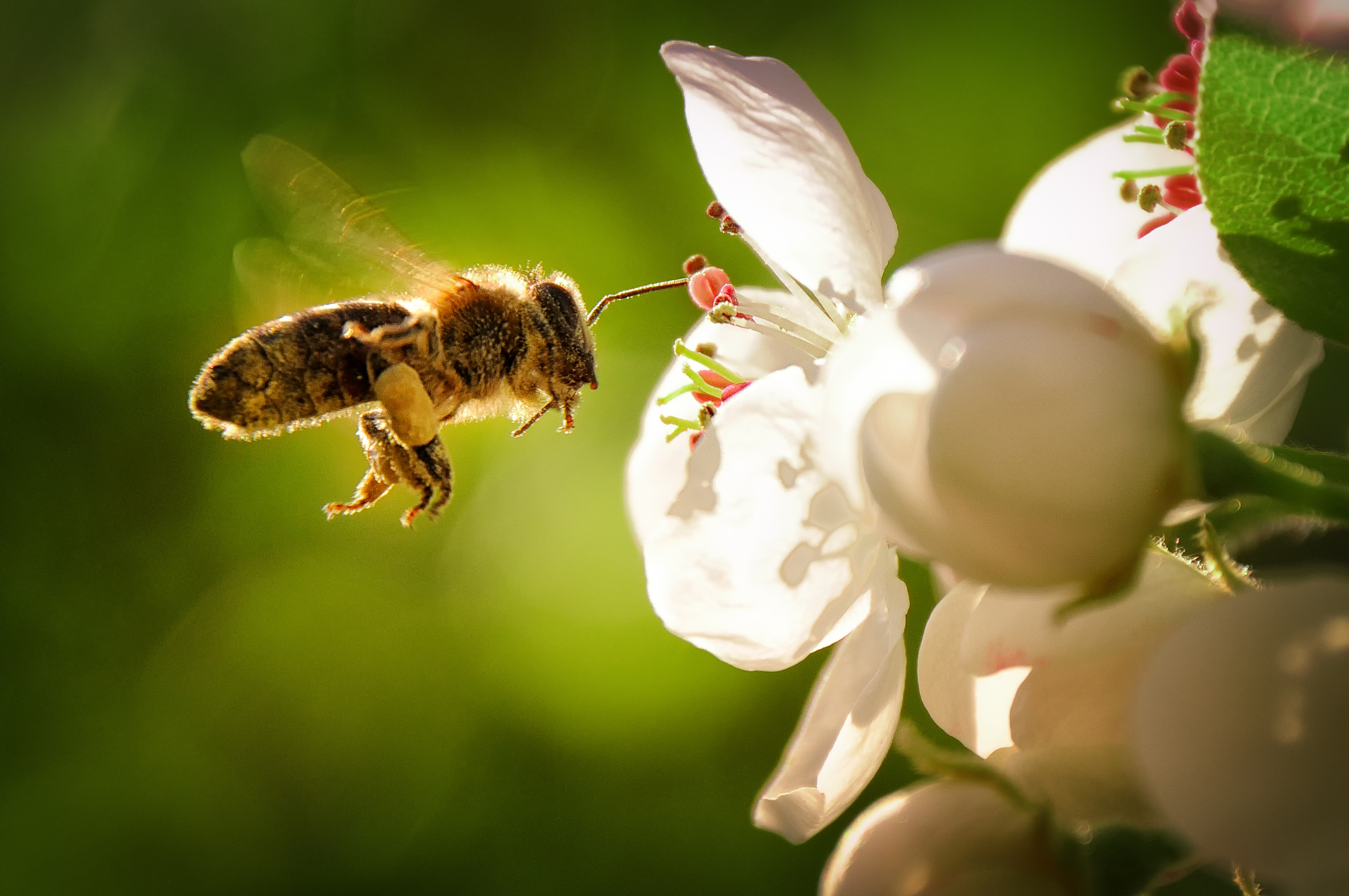 Beekeeping