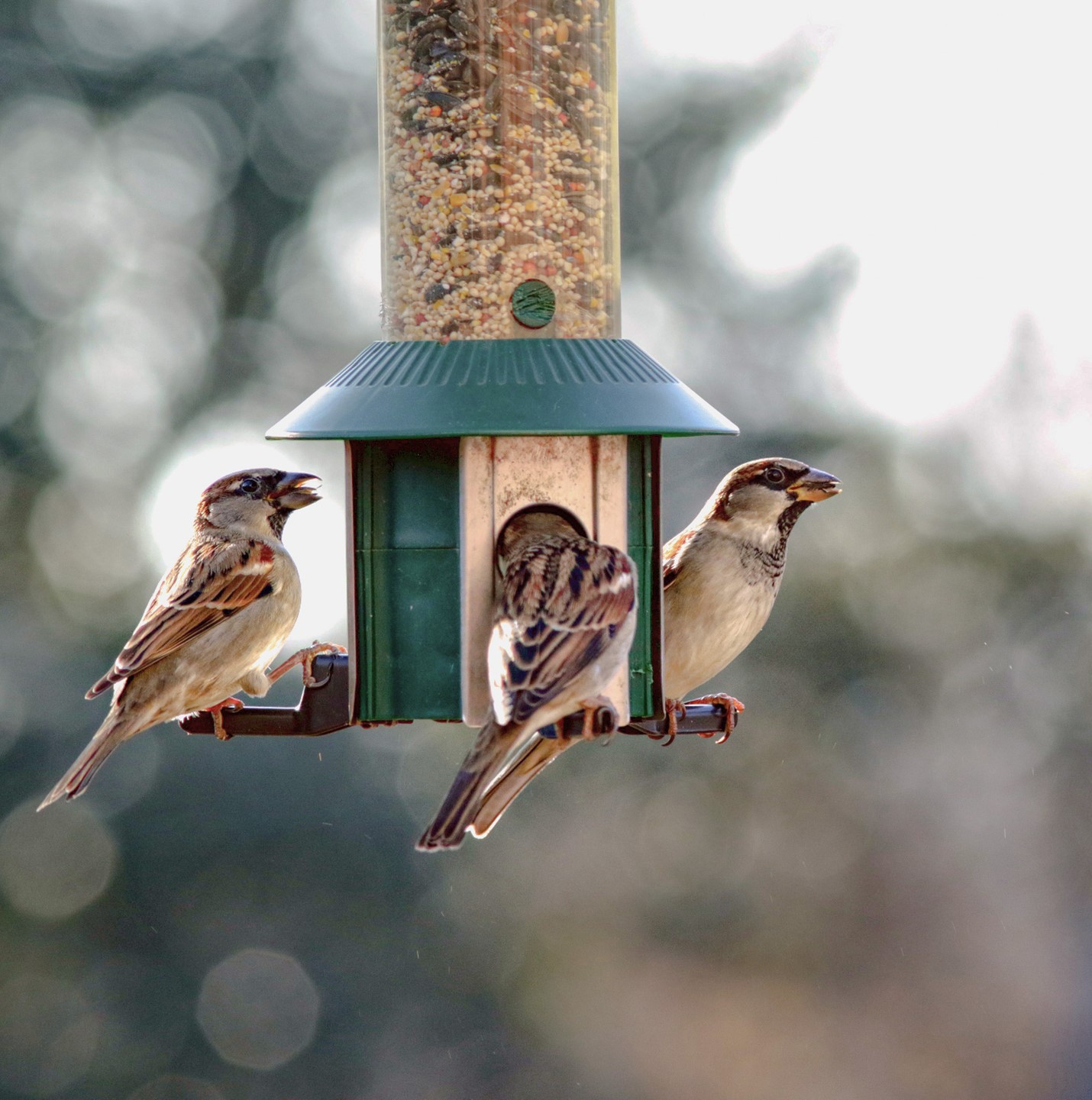 Wild Bird Seed, Suet & Treats