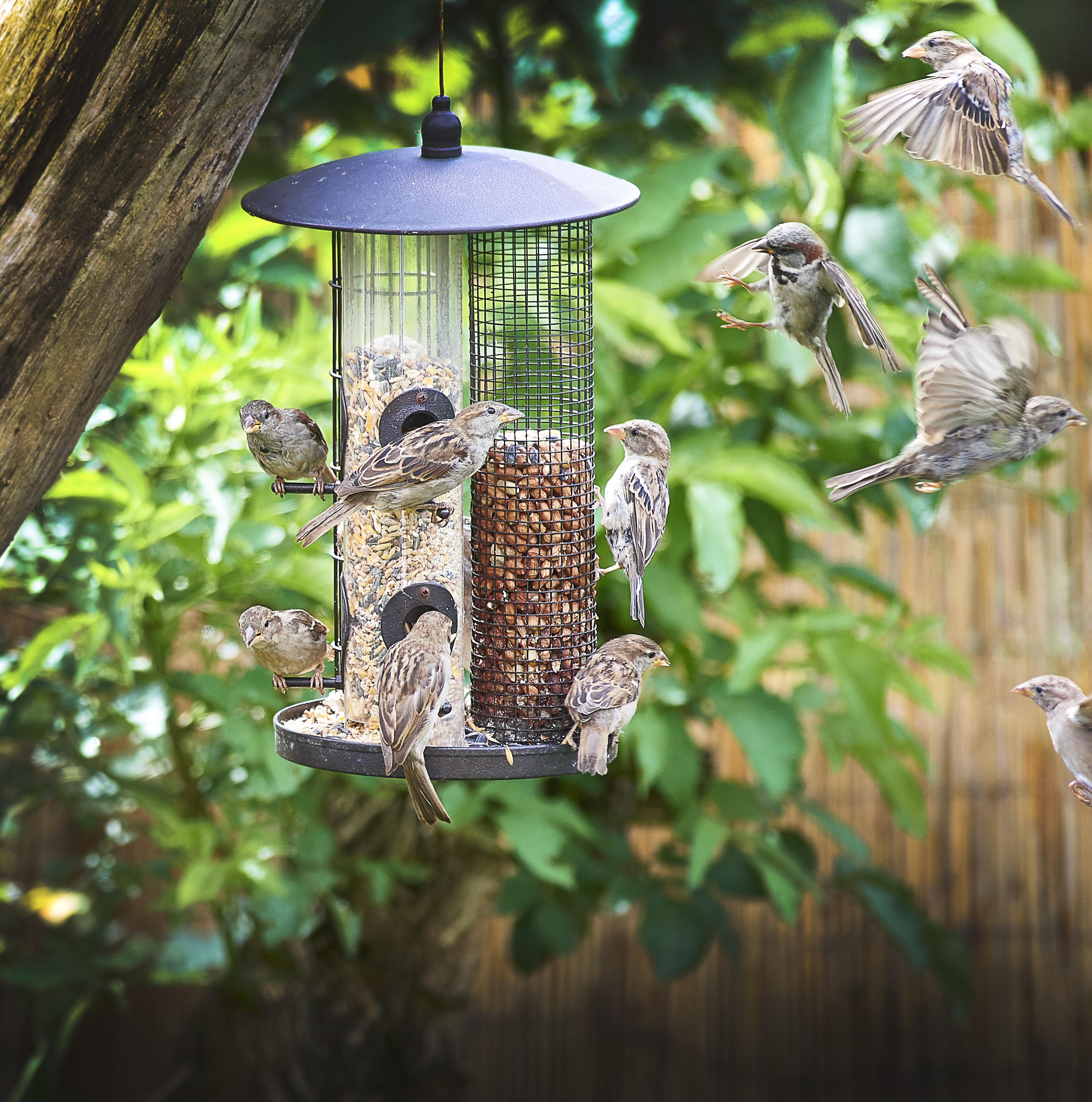 Wild Bird Feeders & Accessories