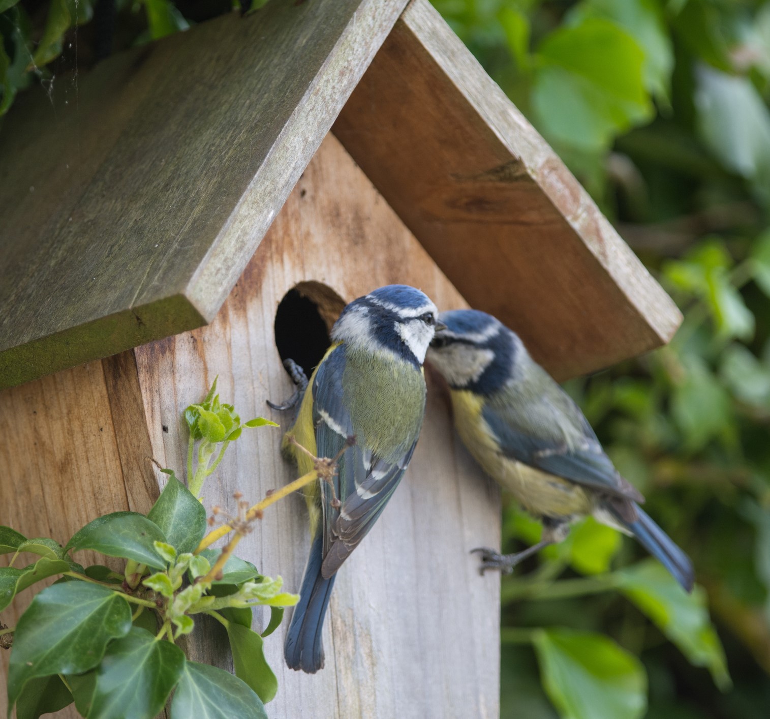 Wild Birds