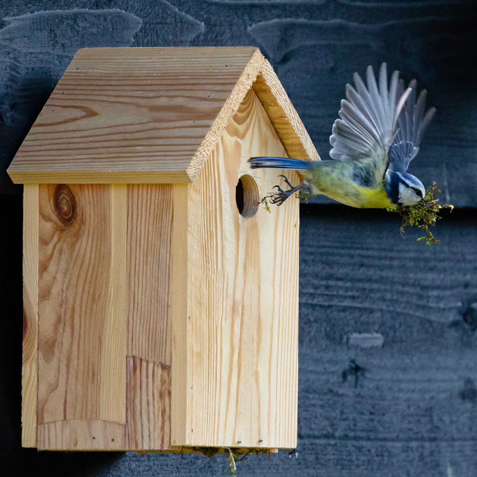 Wild Bird Houses & Stands