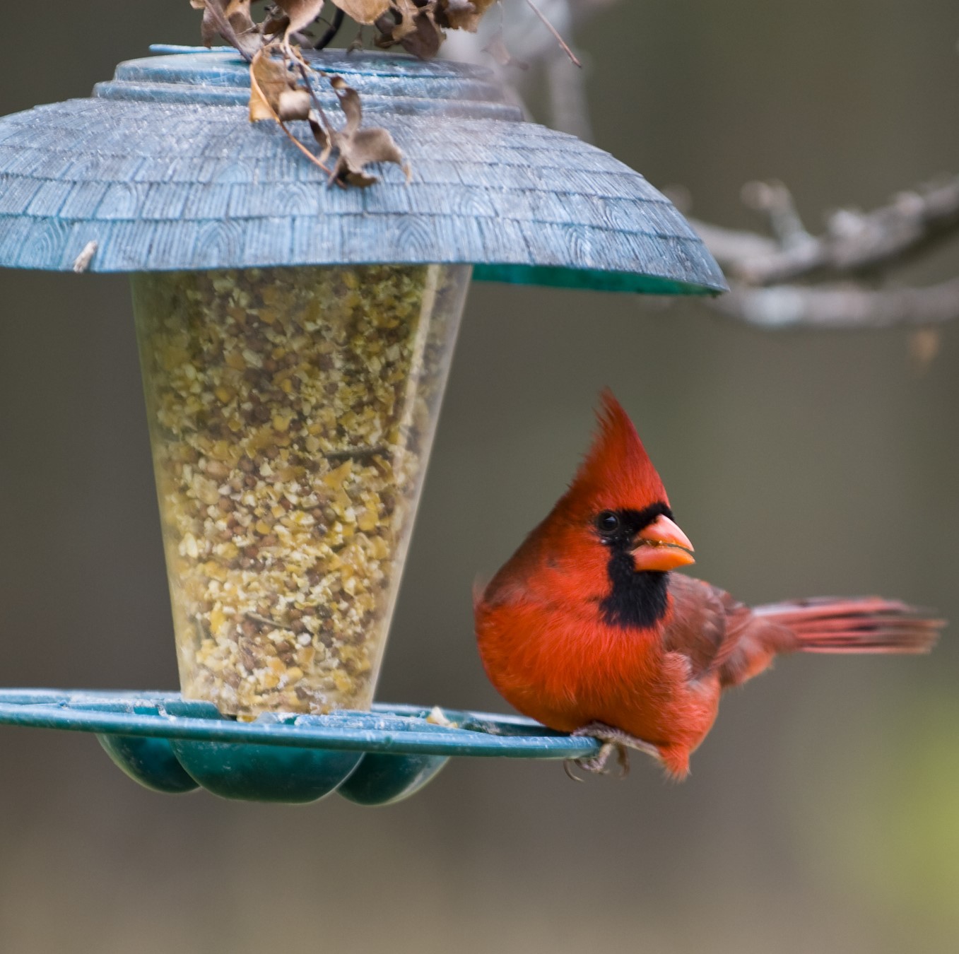 Wild Bird Seed