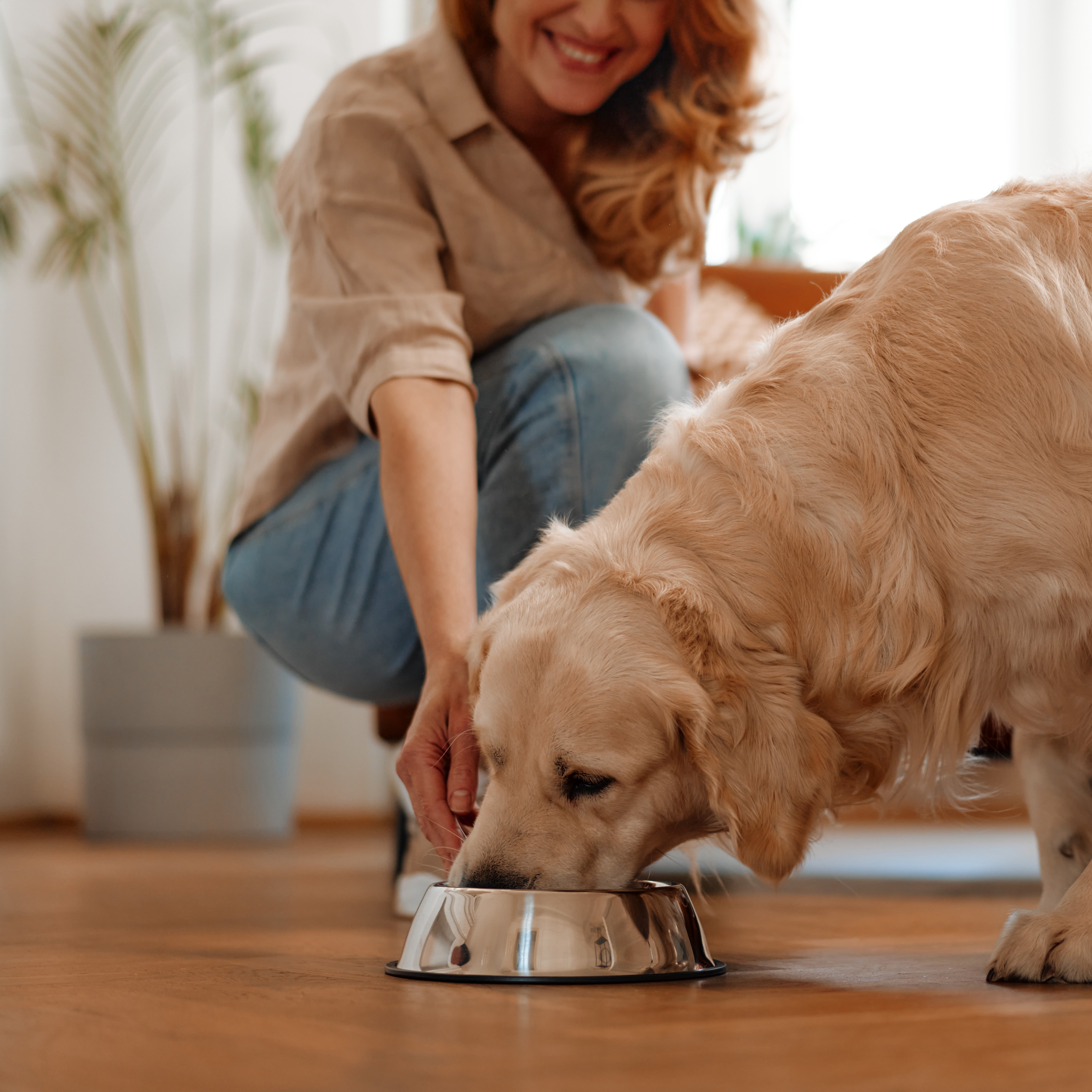 Dog Bowls & Feeding Supplies
