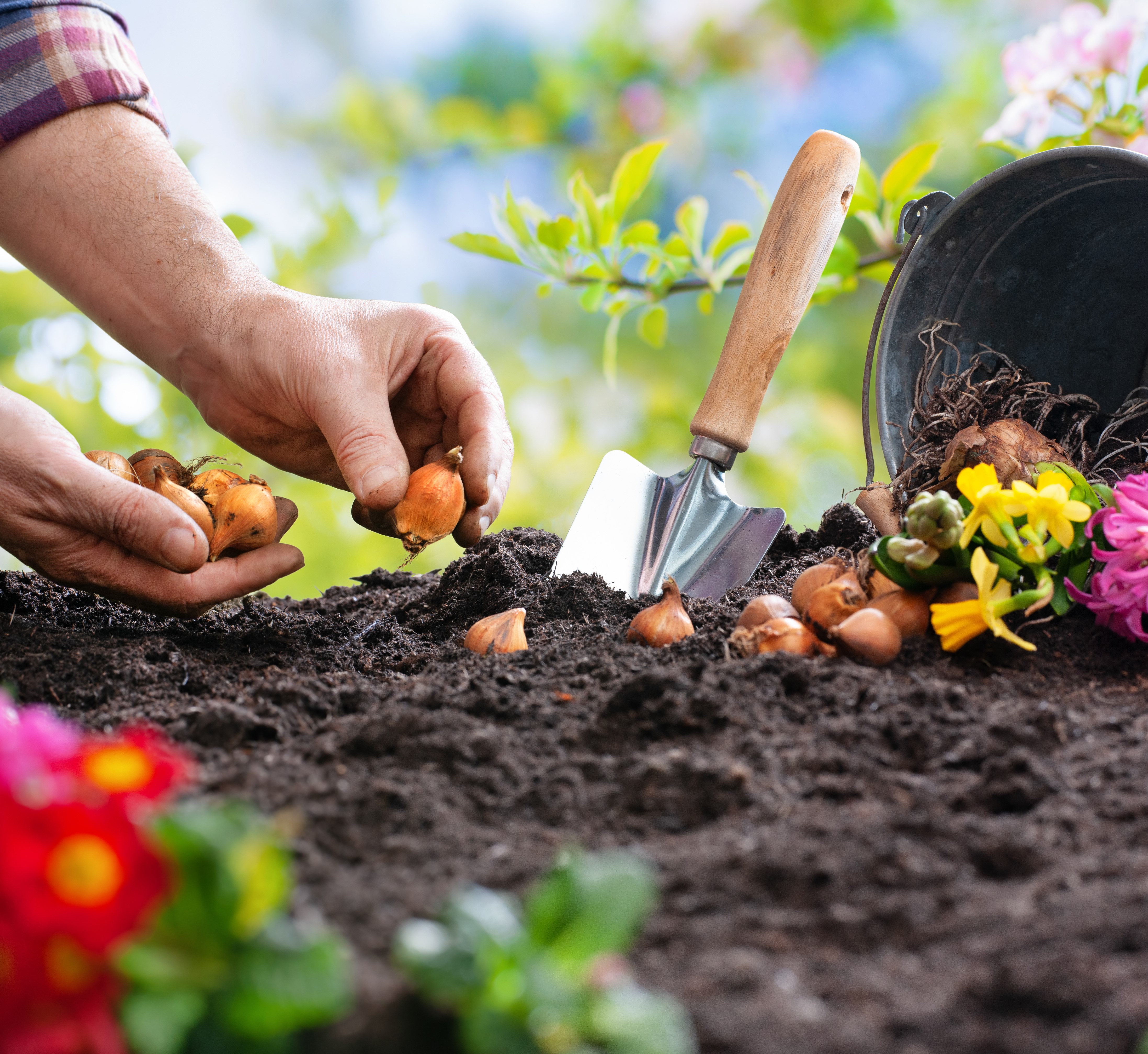 Garden Seeds & Bulbs