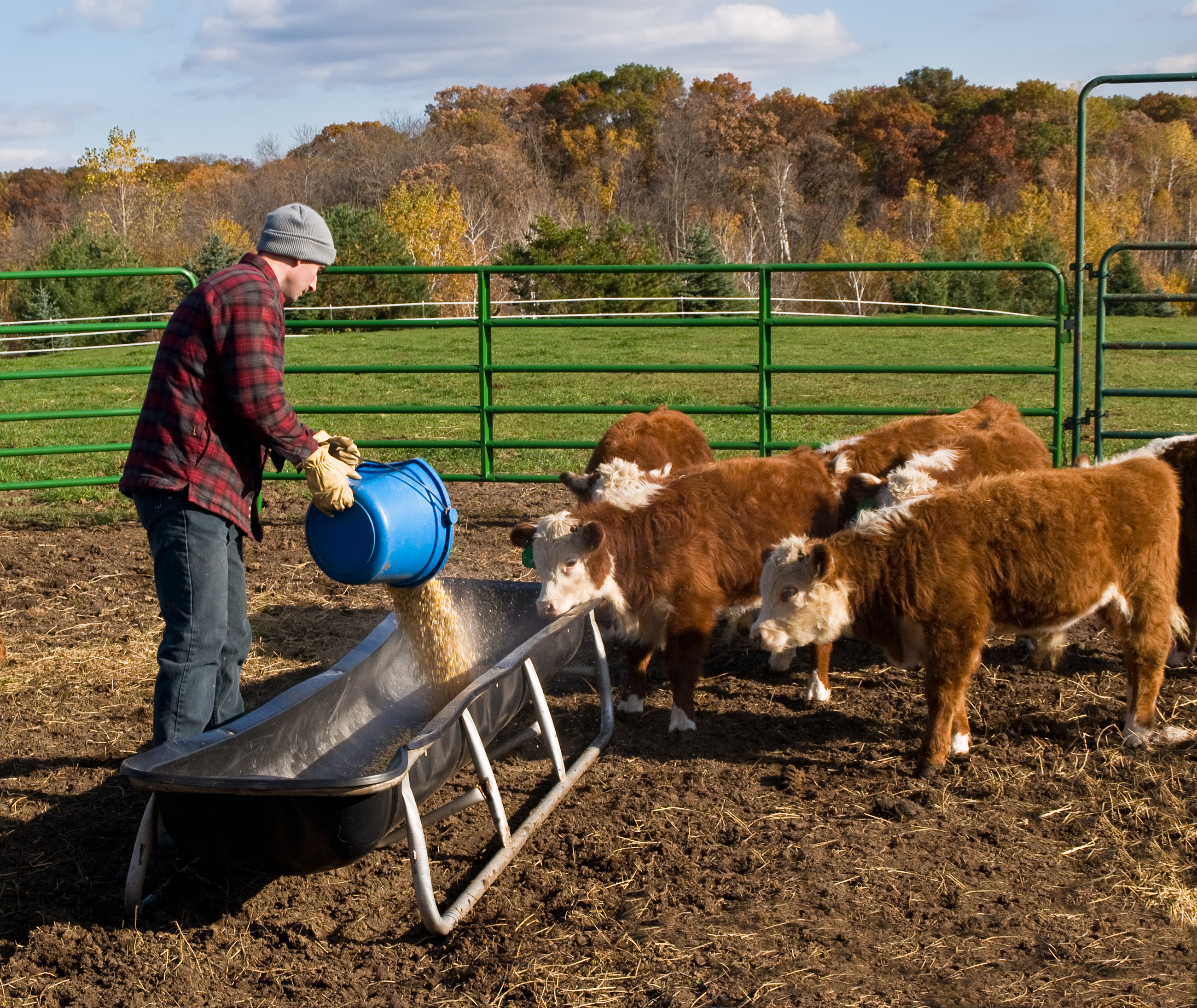 Bunk Feeders