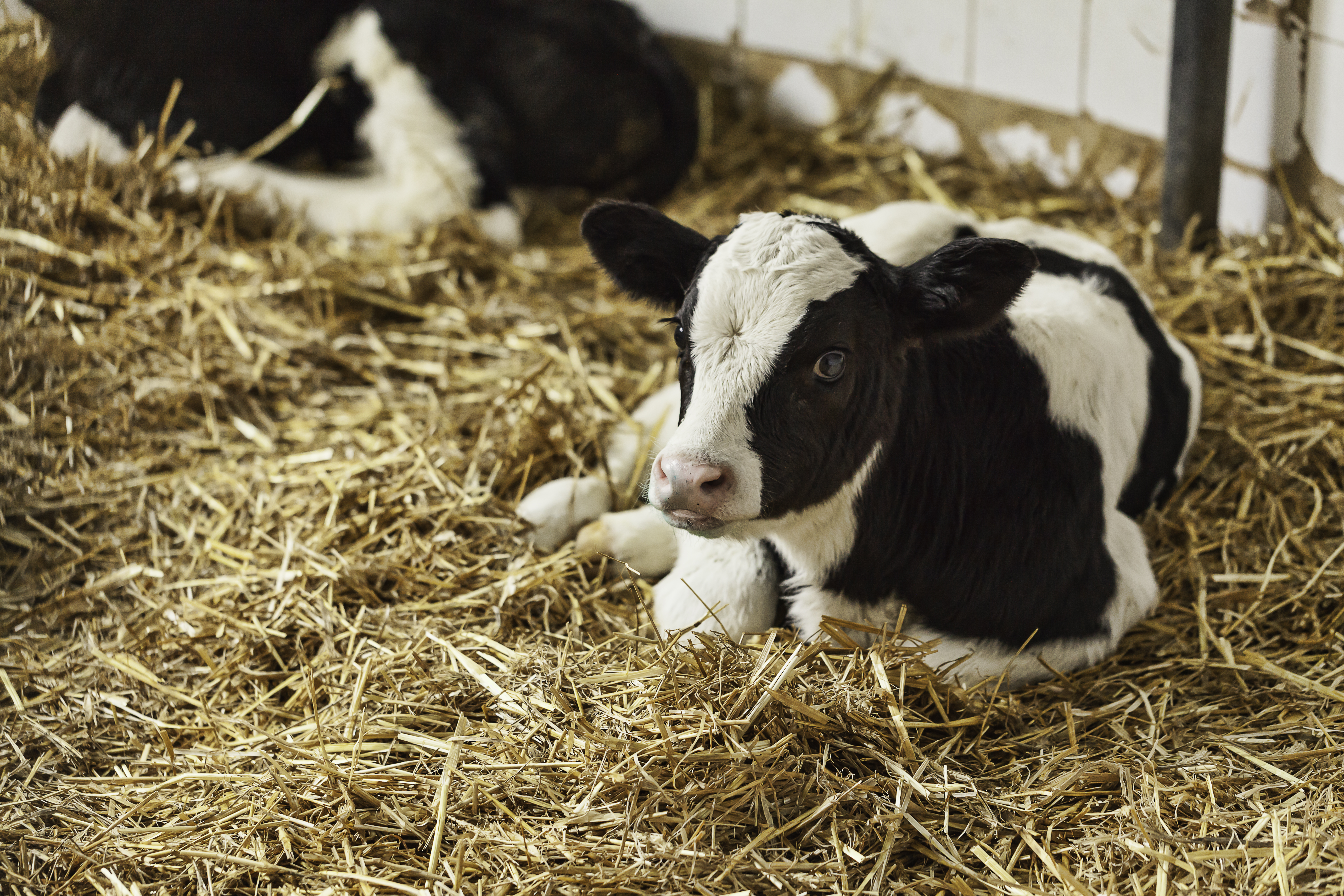 Calf Feed