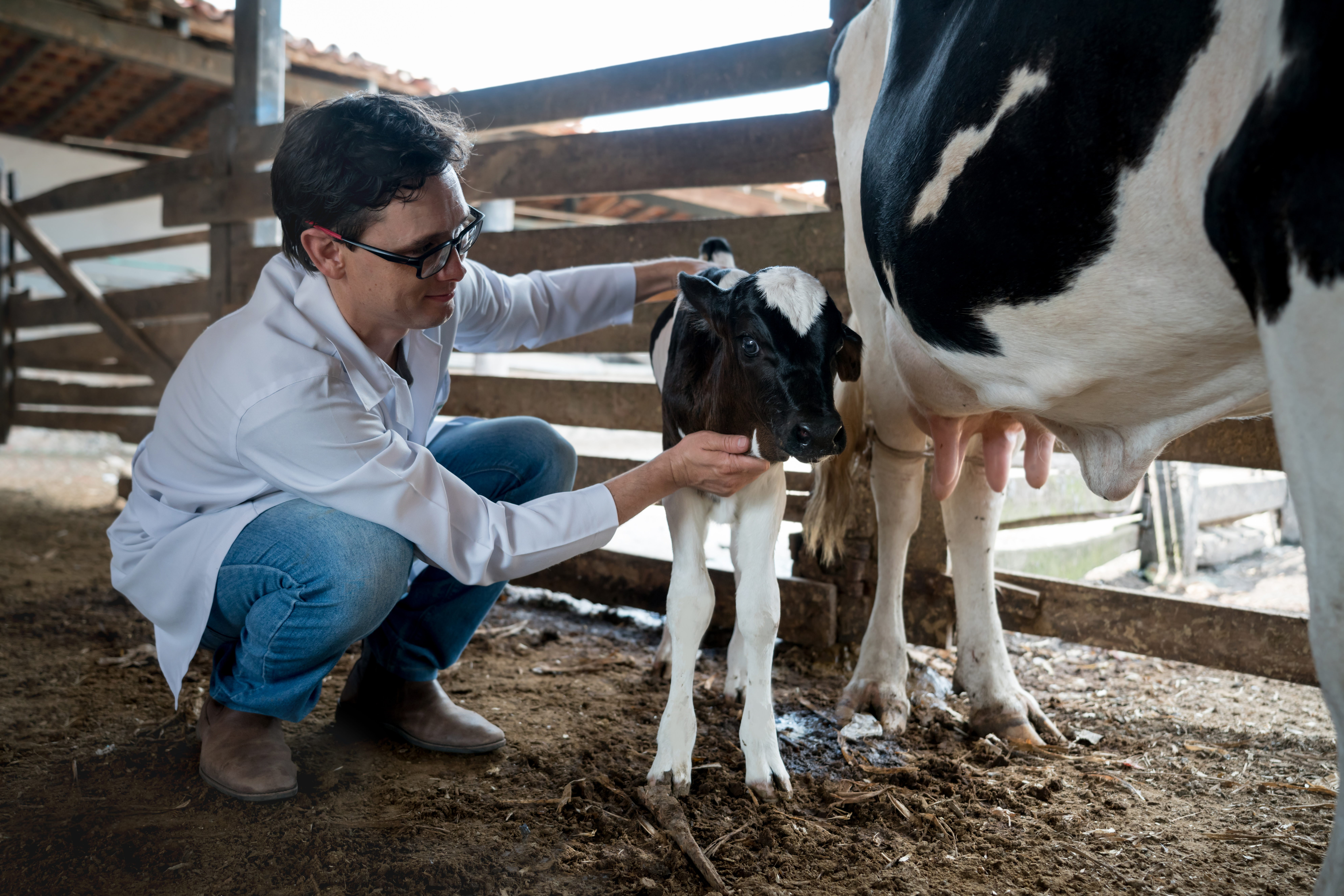Calf/Calving Supplies