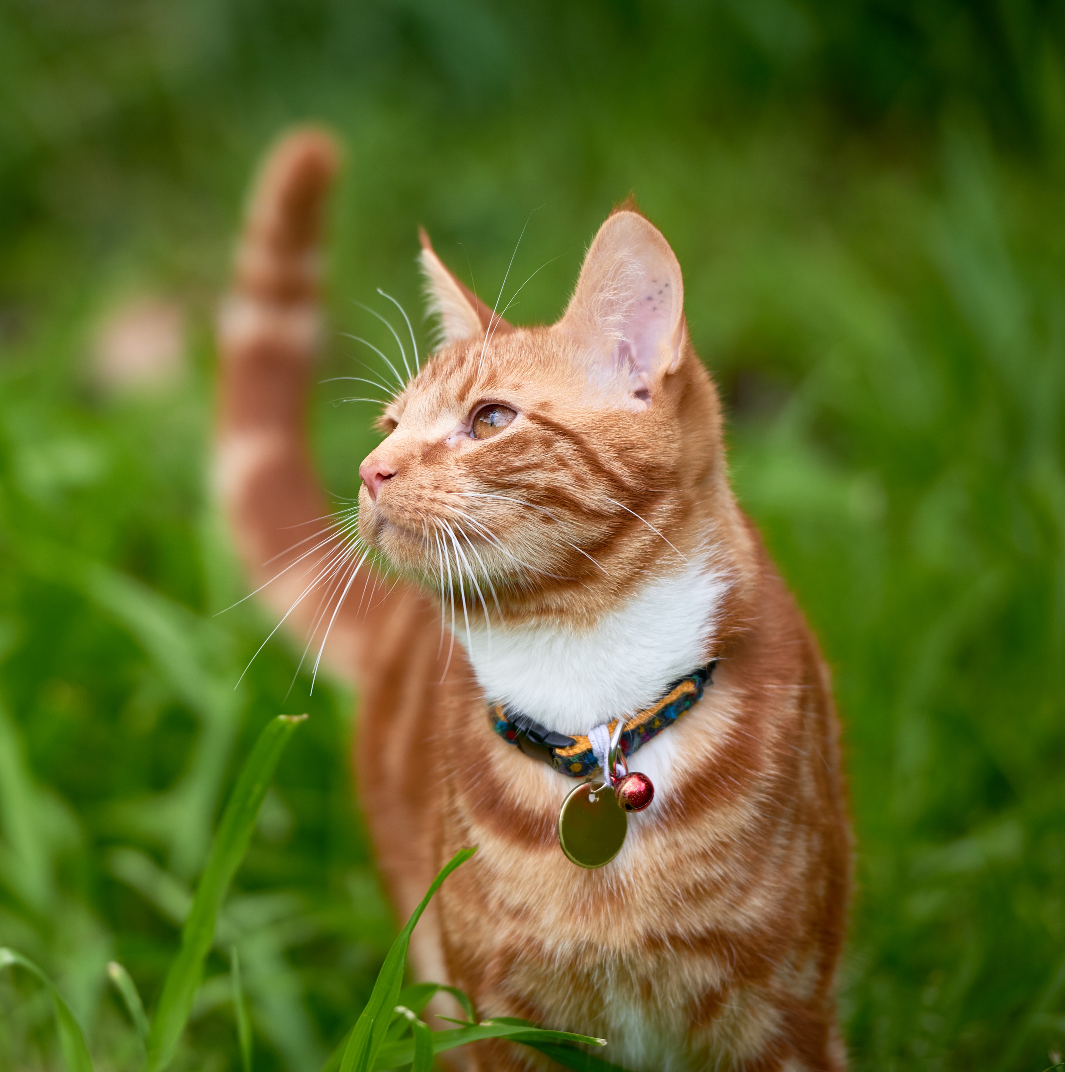 Cat Collars