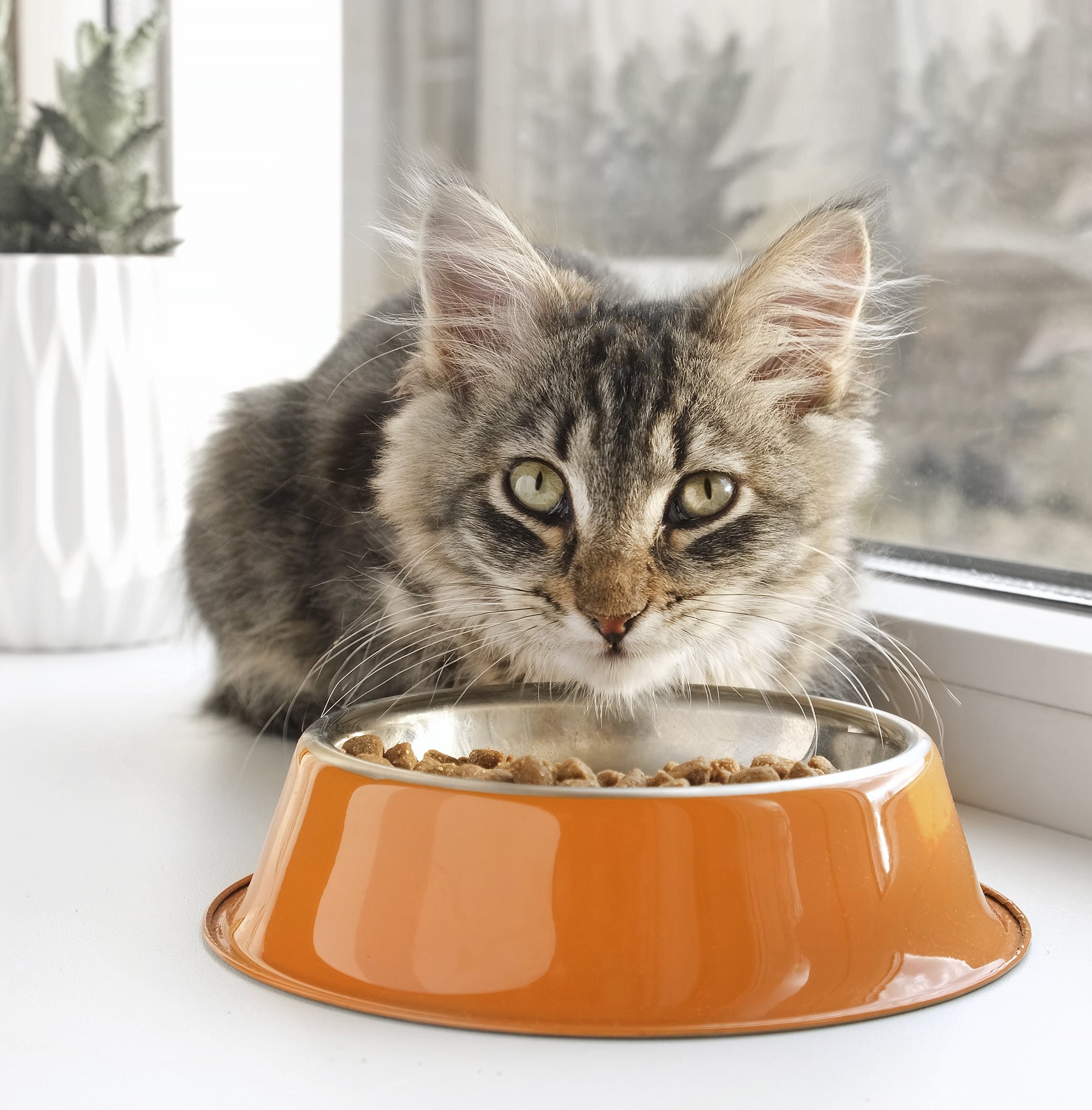 Dry Food