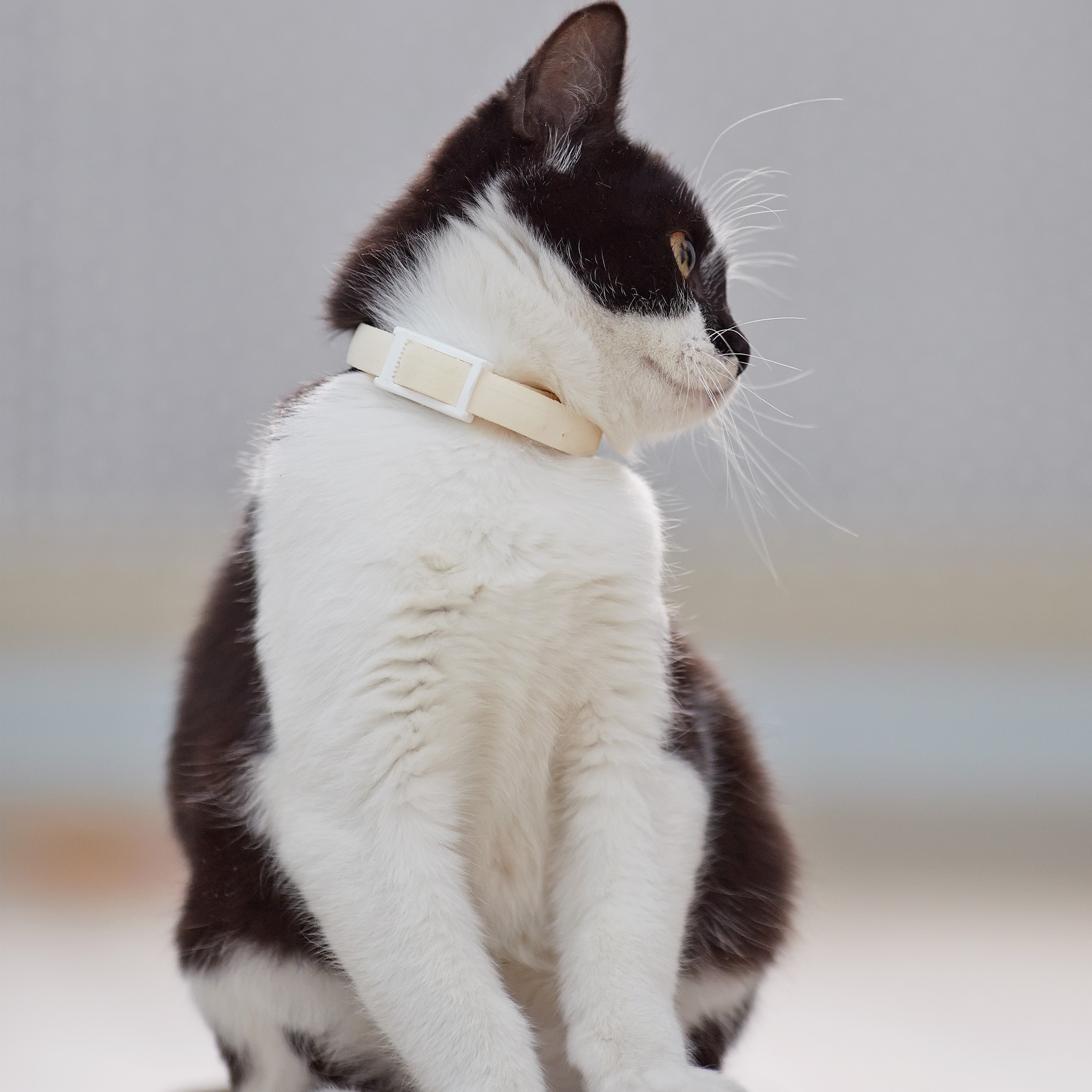 Flea & Tick Collars
