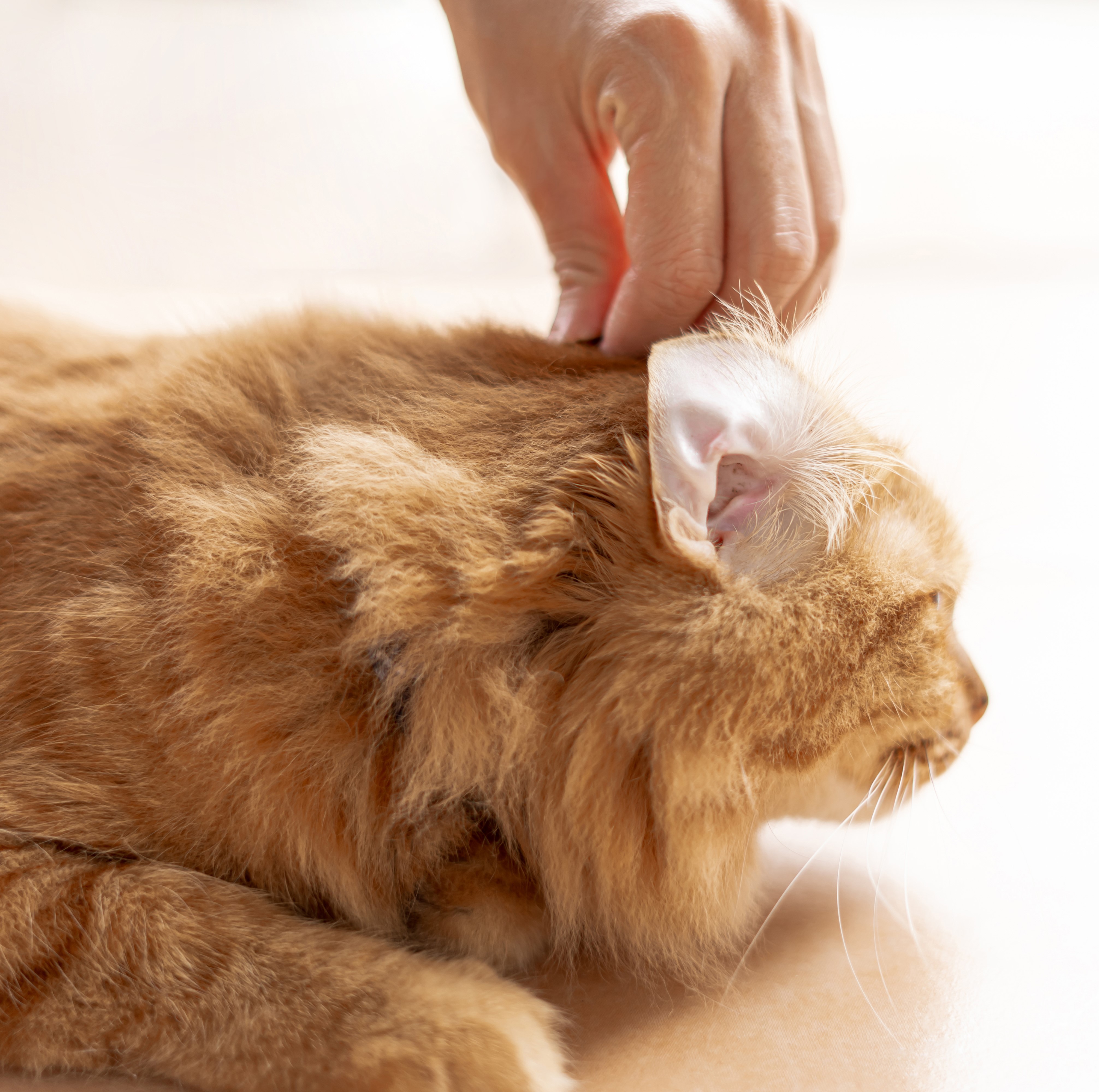Cat Flea & Tick