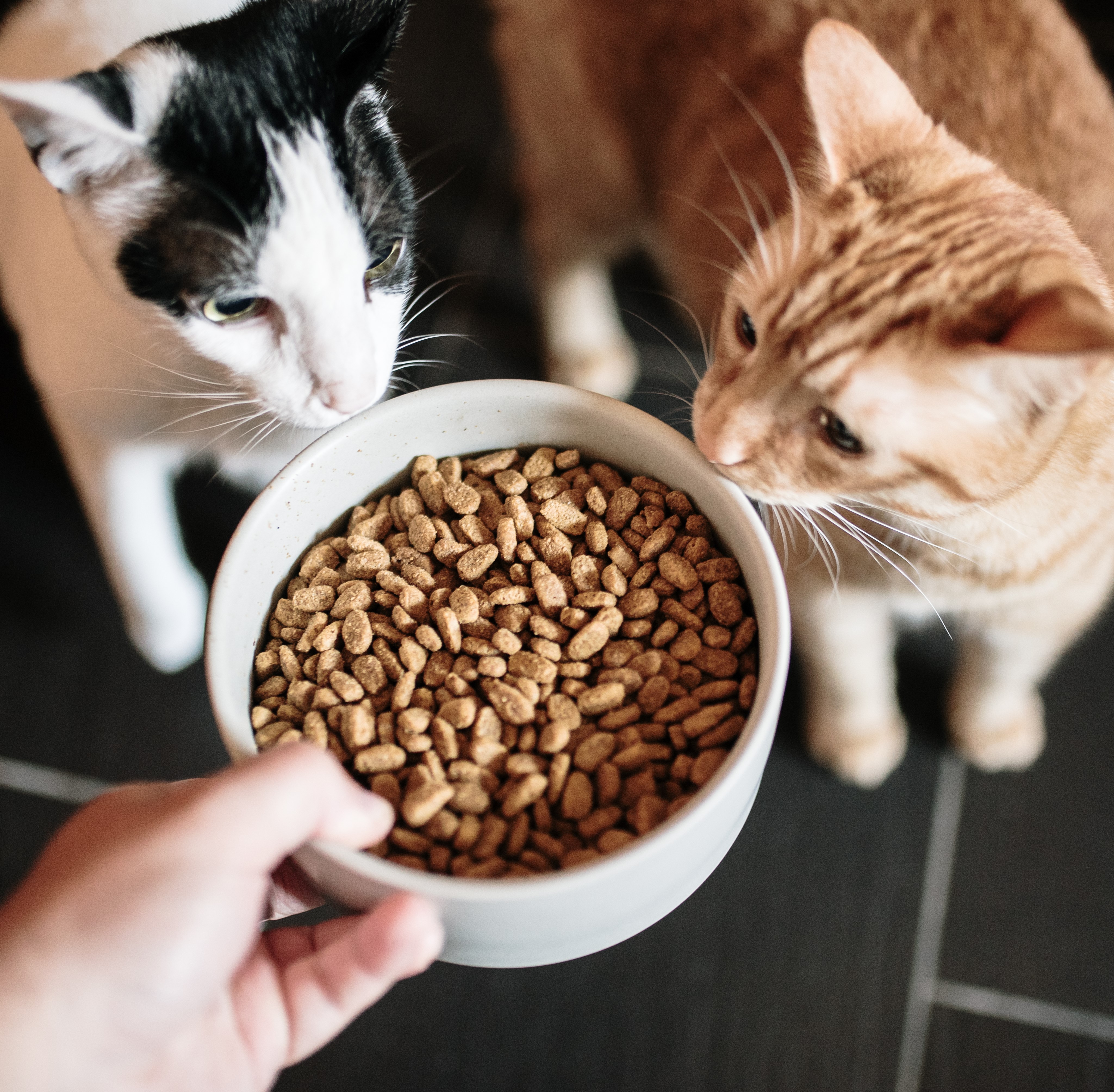 Cat Food