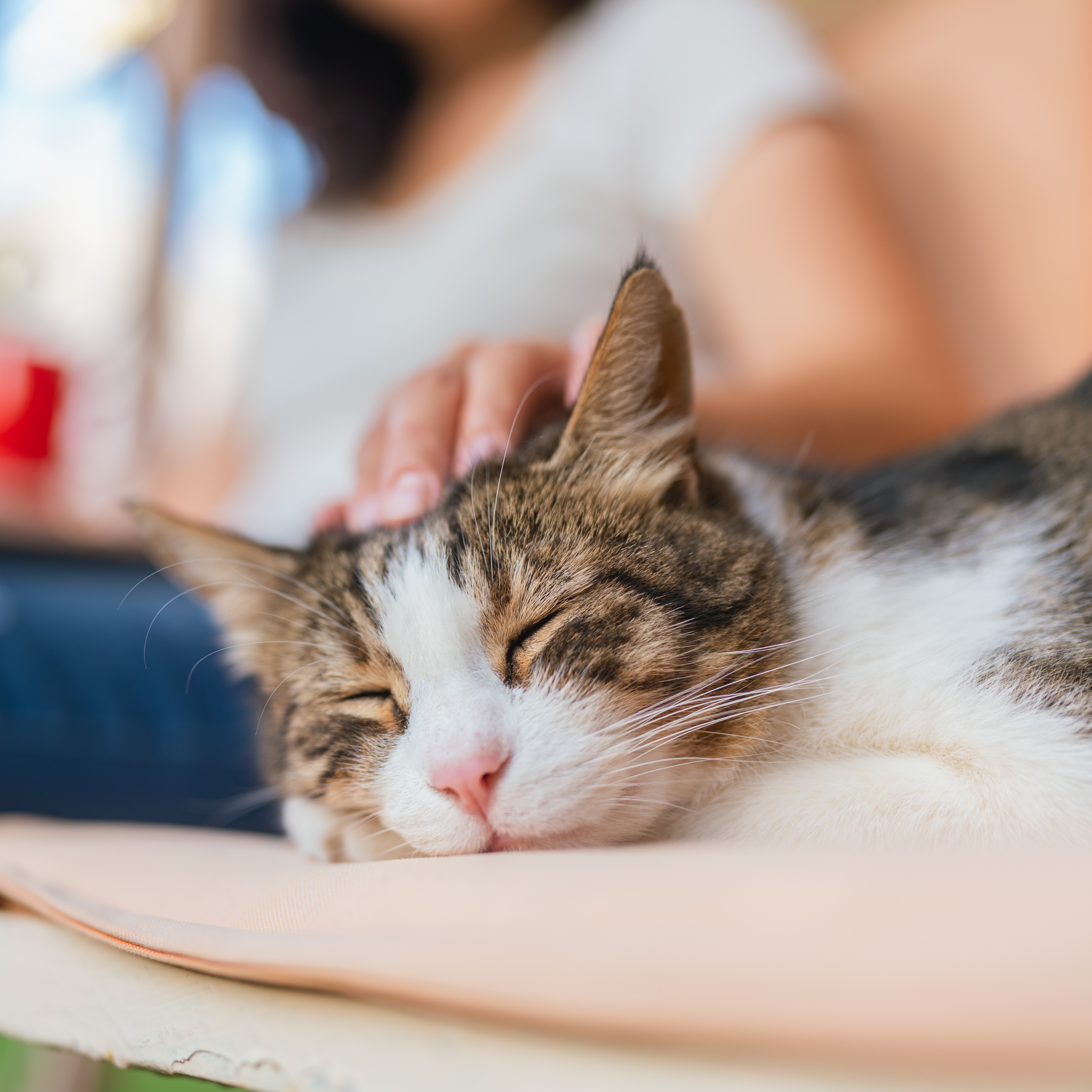 Cat Health & Wellness