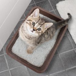 Litter Boxes & Supplies