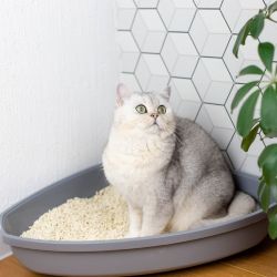 Cat Litter