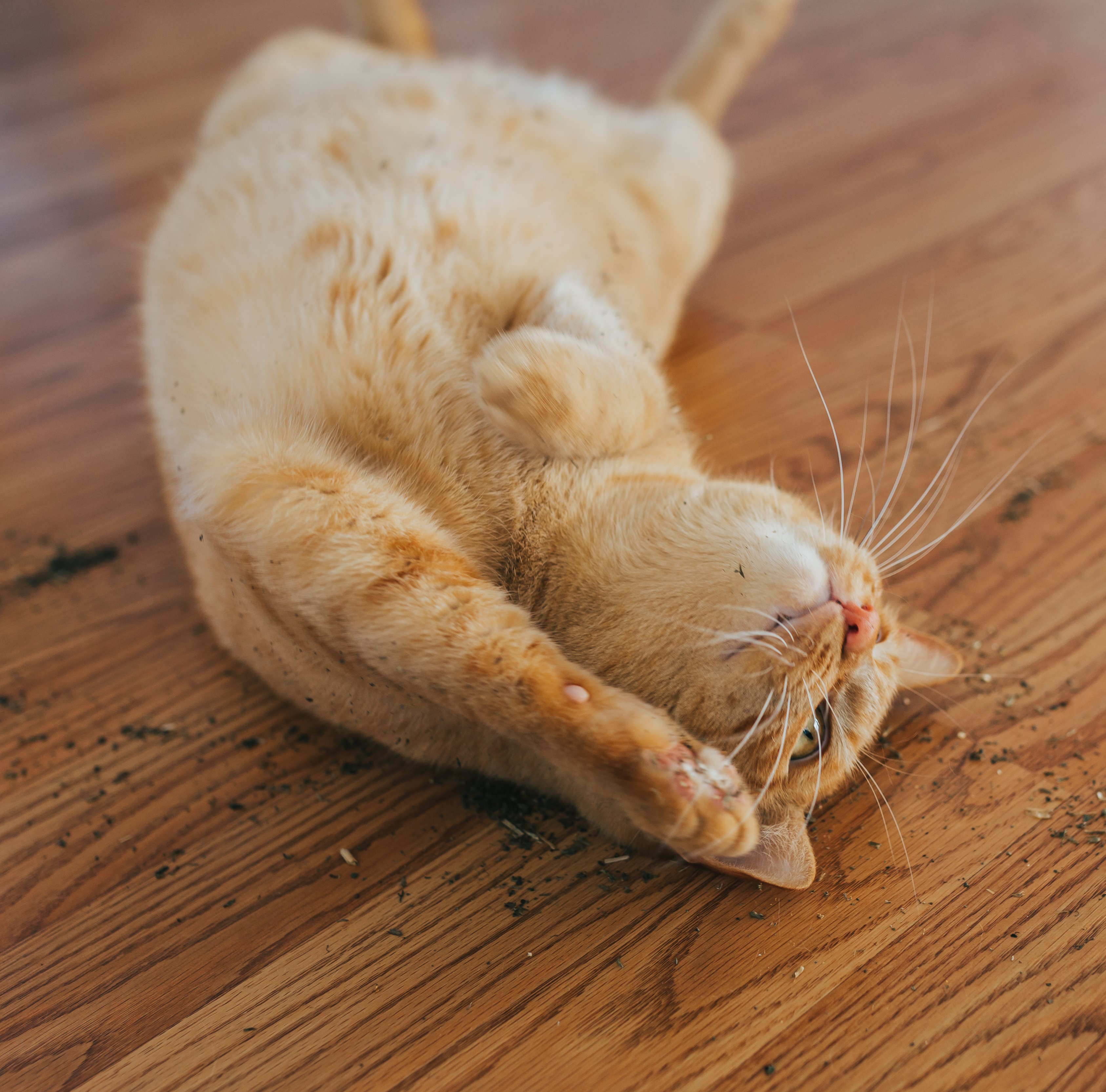 Cat Treats