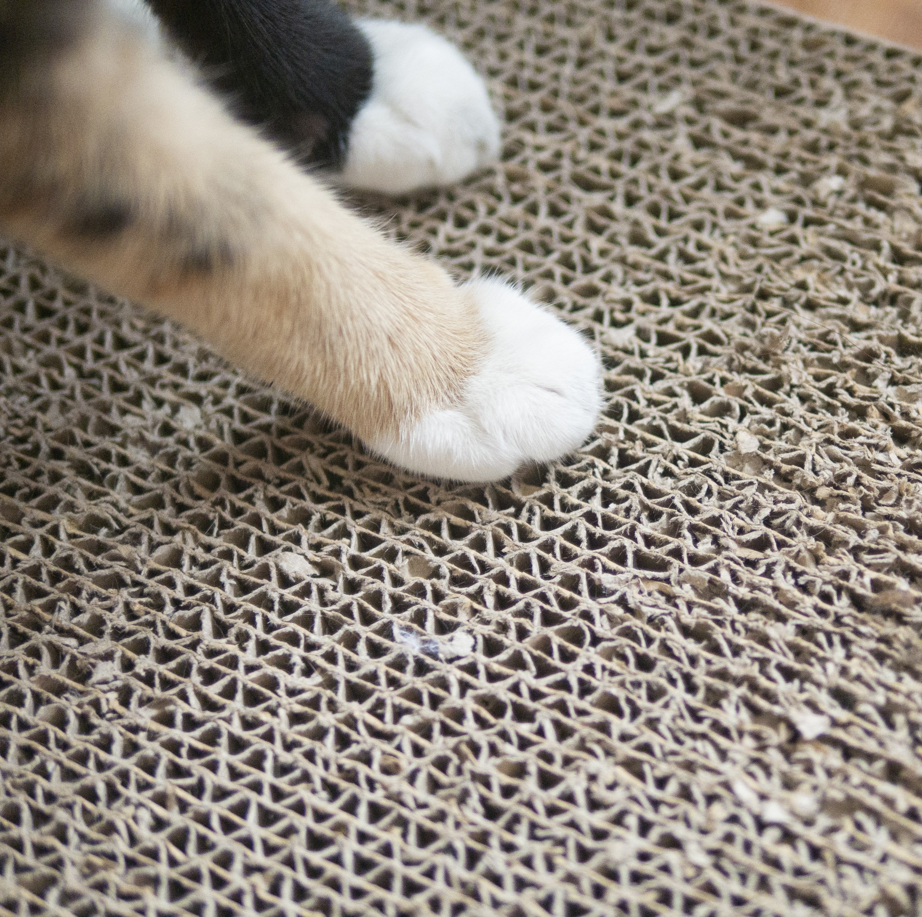 Beds, Furniture & Scratchers