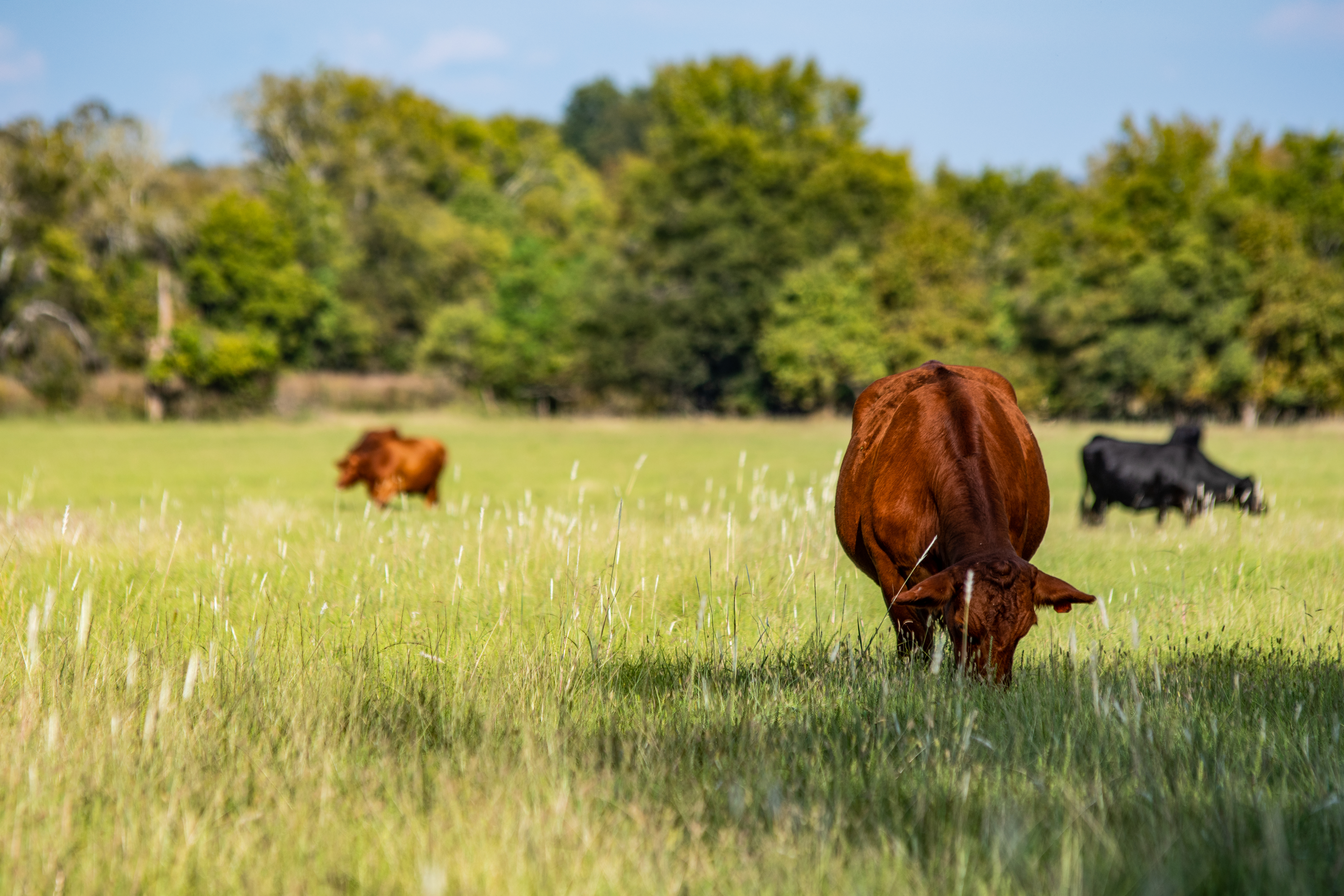 Cattle Dewormers