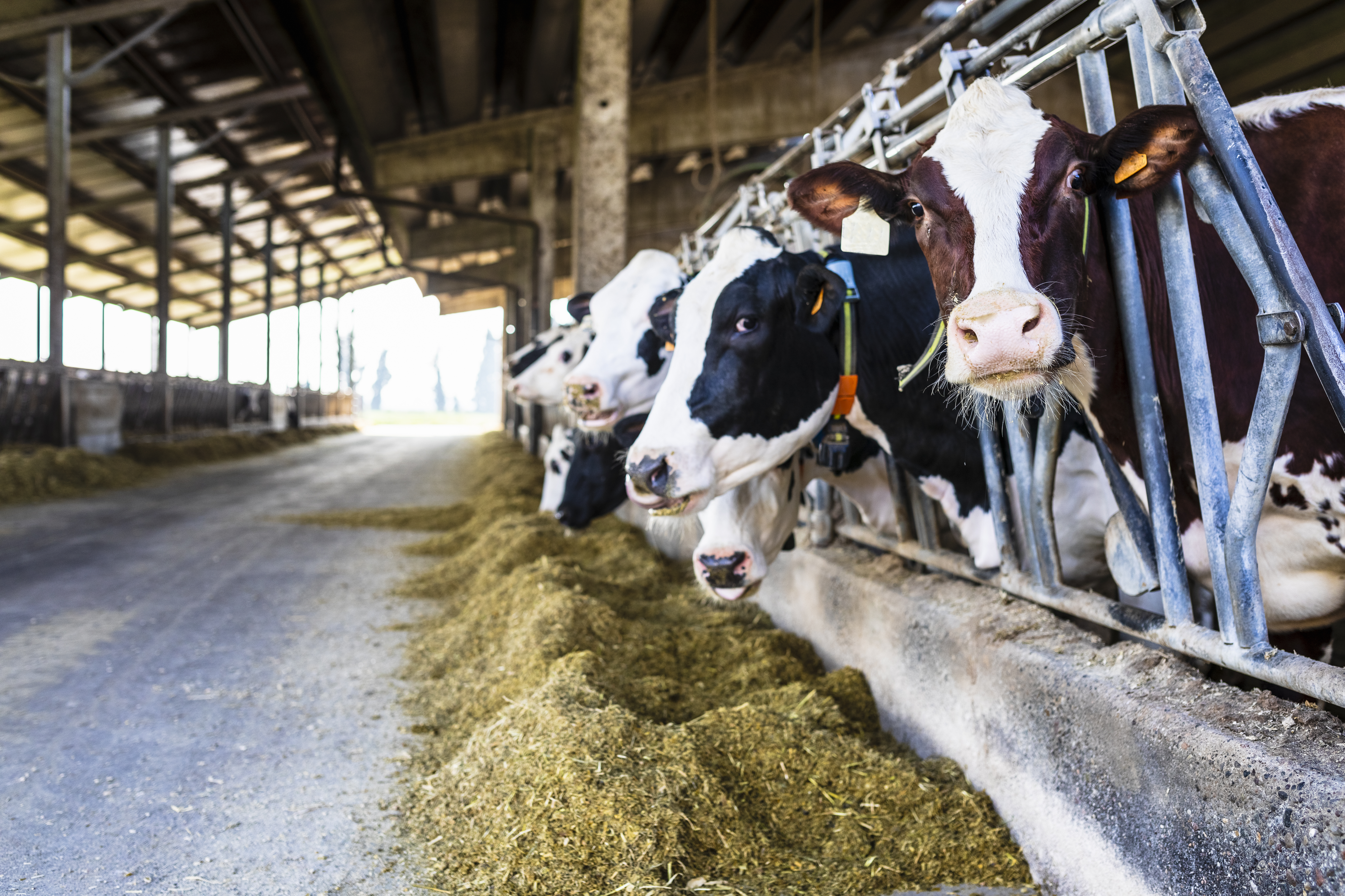 Cattle Equipment & Supplies