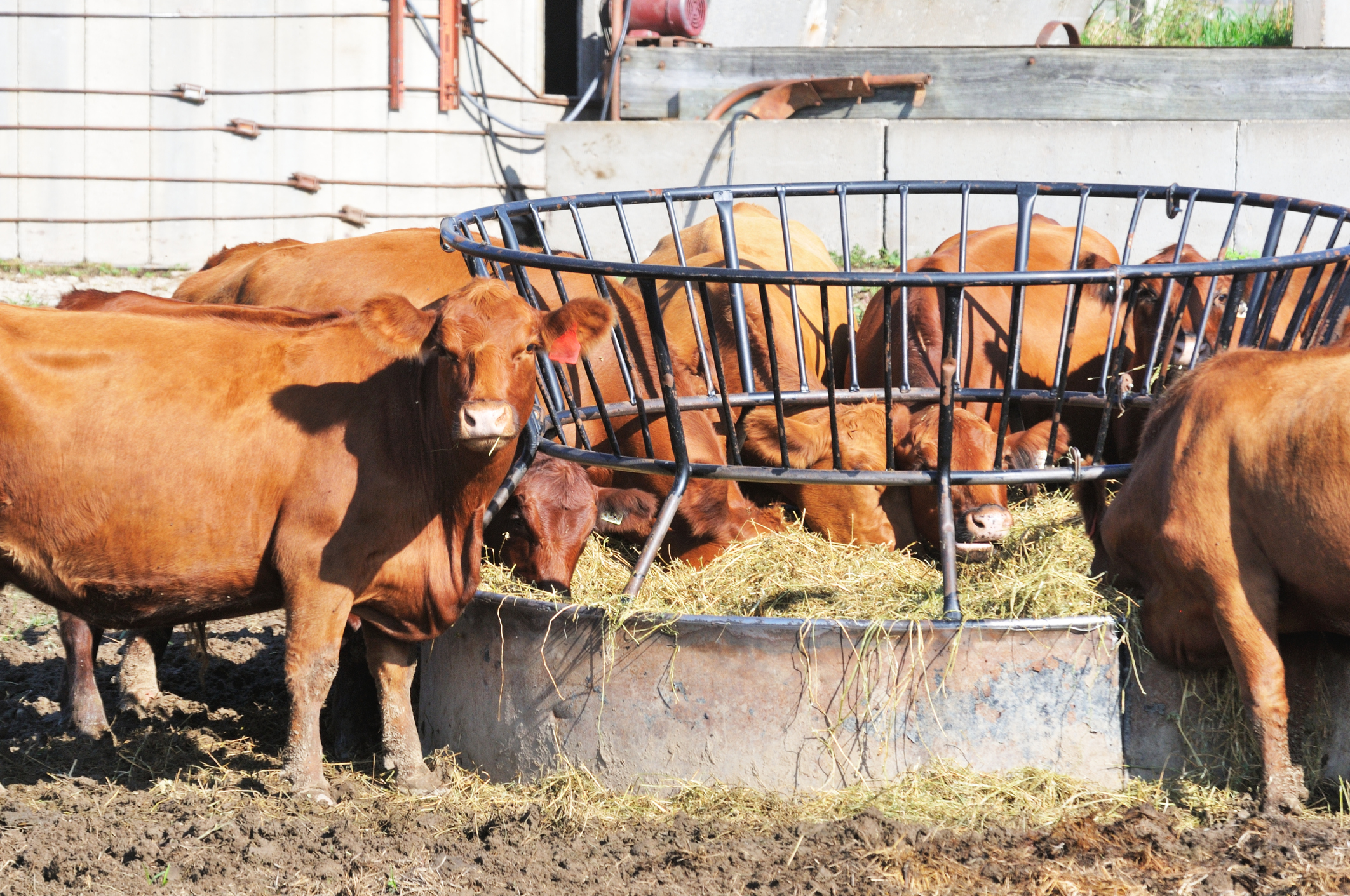 Hay Feeders