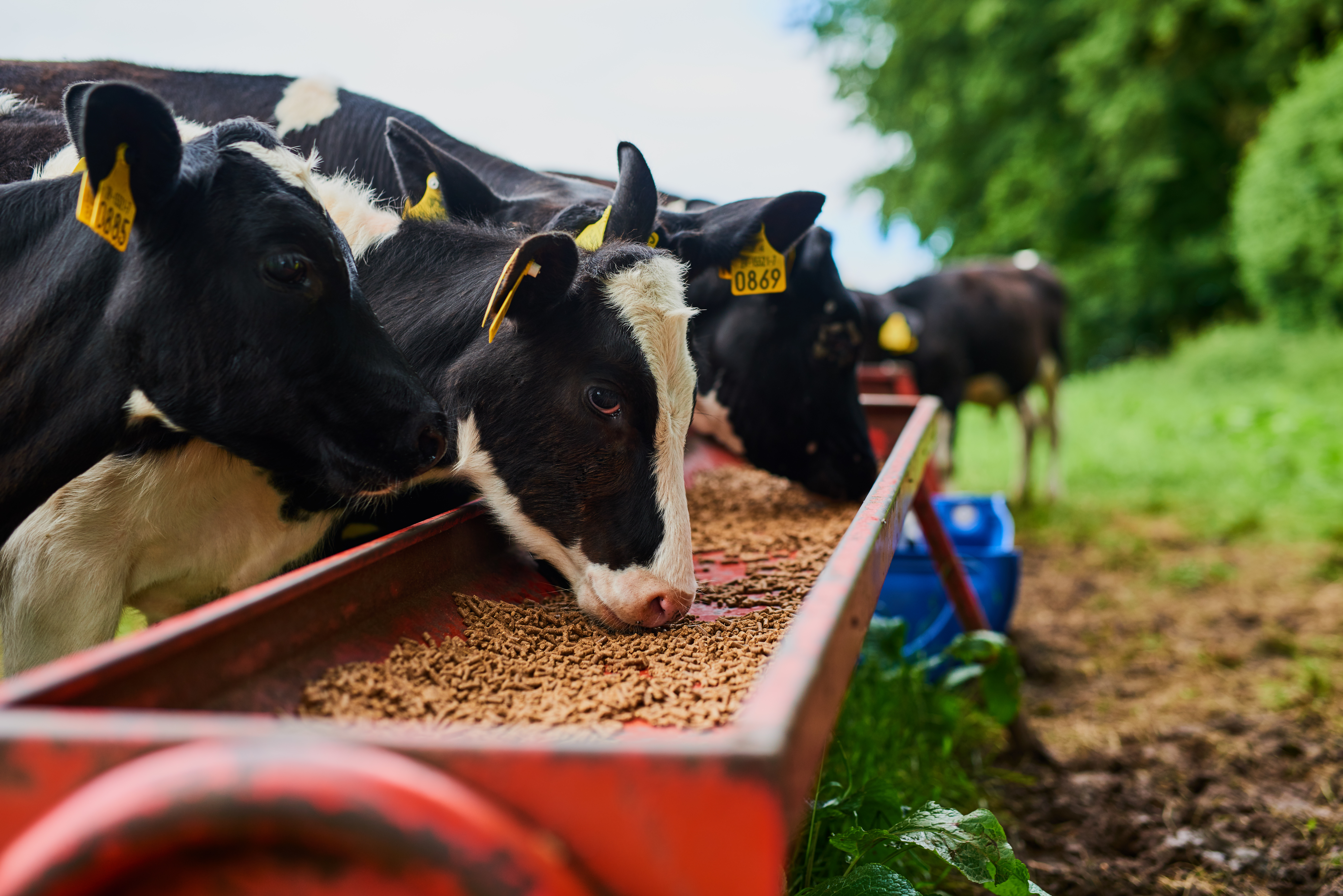 Cattle Feed