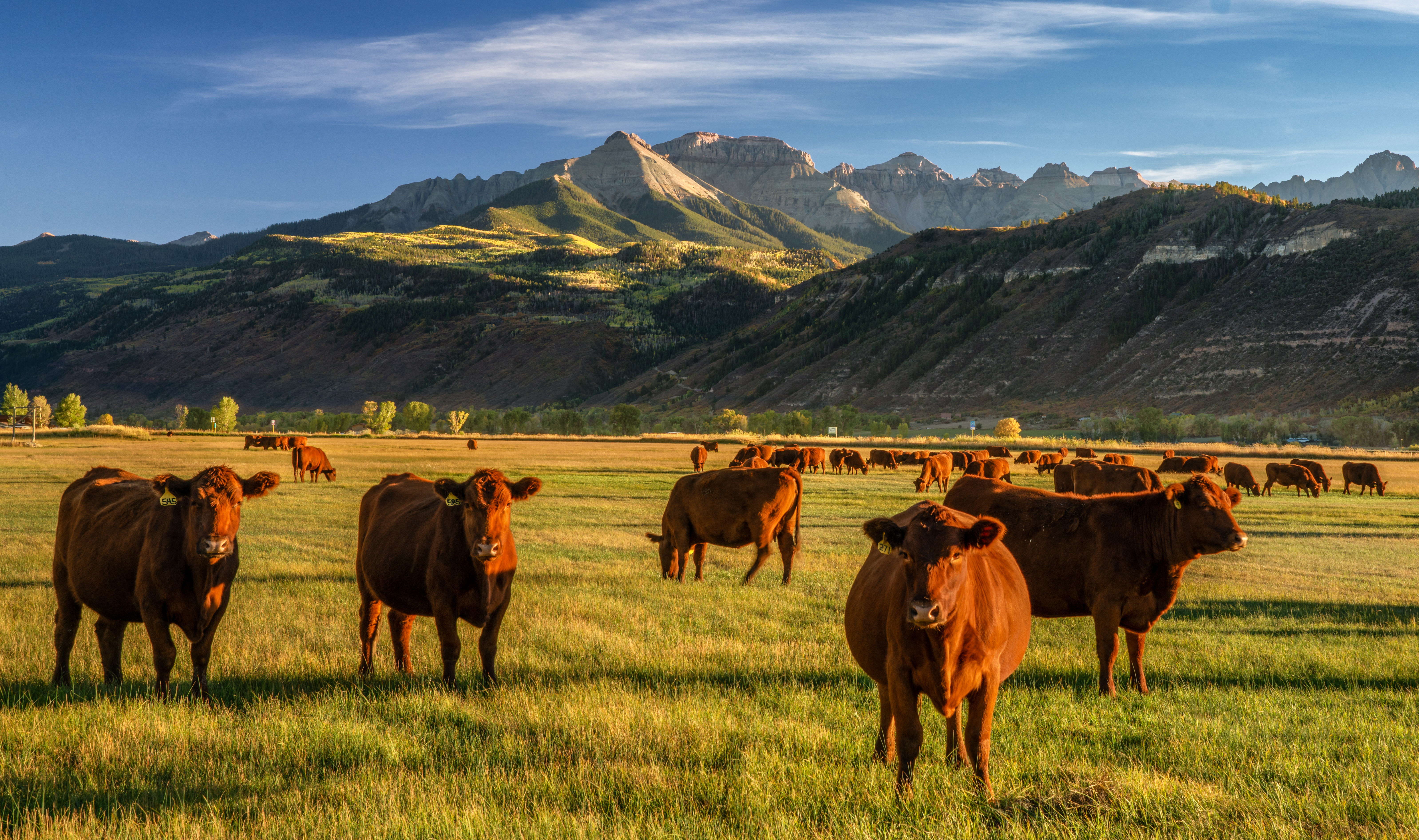 Cattle Health