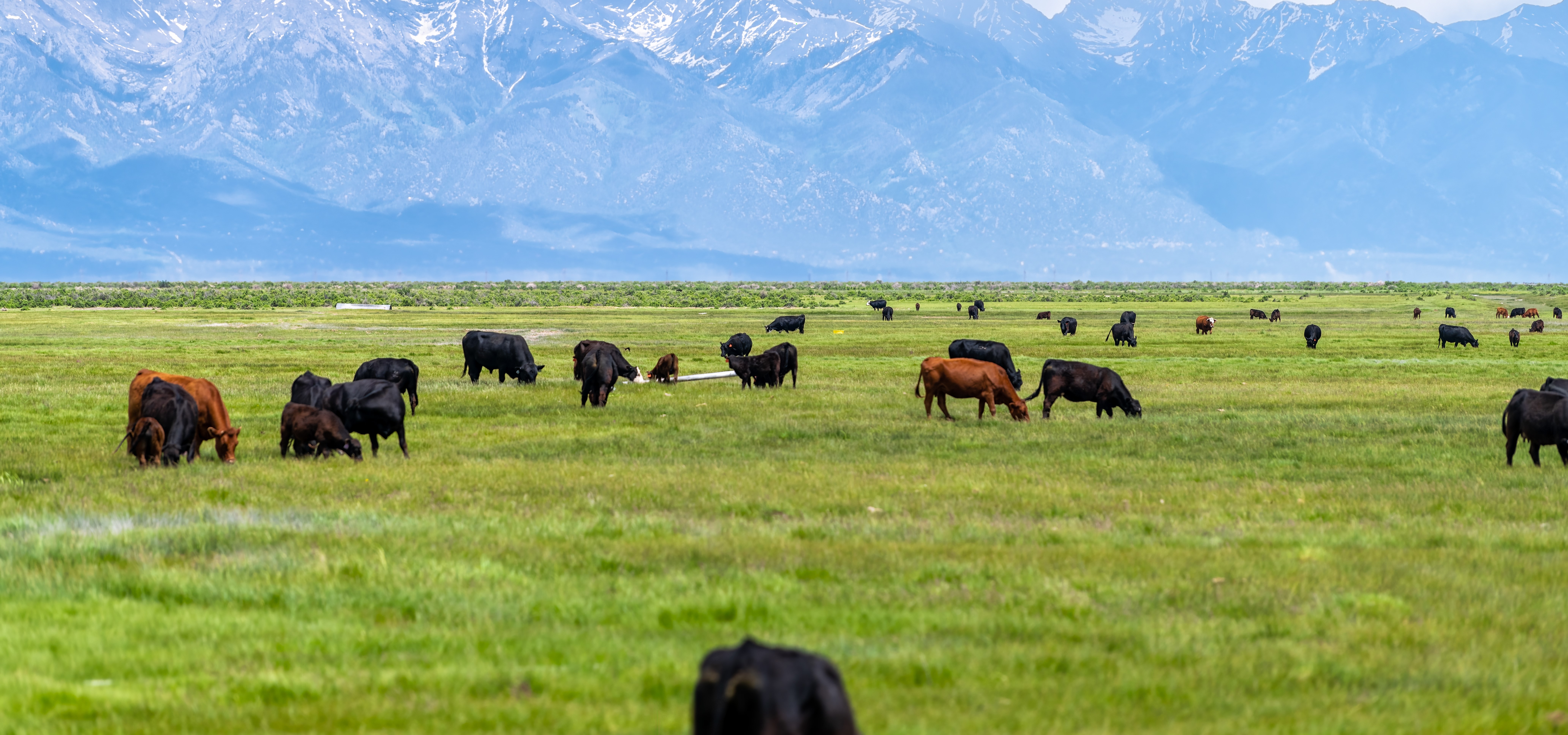 Cattle Insecticides