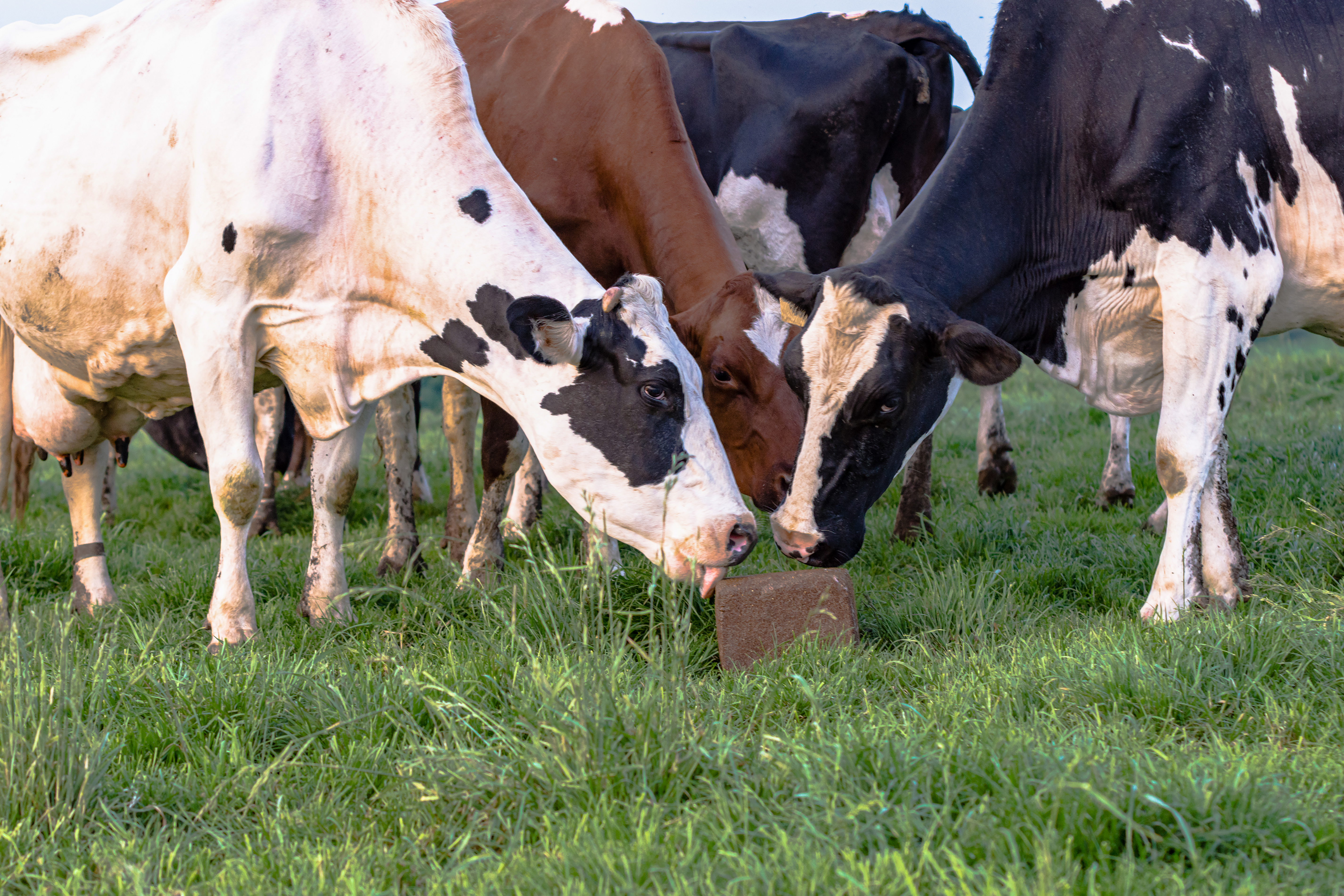 Cattle Mineral