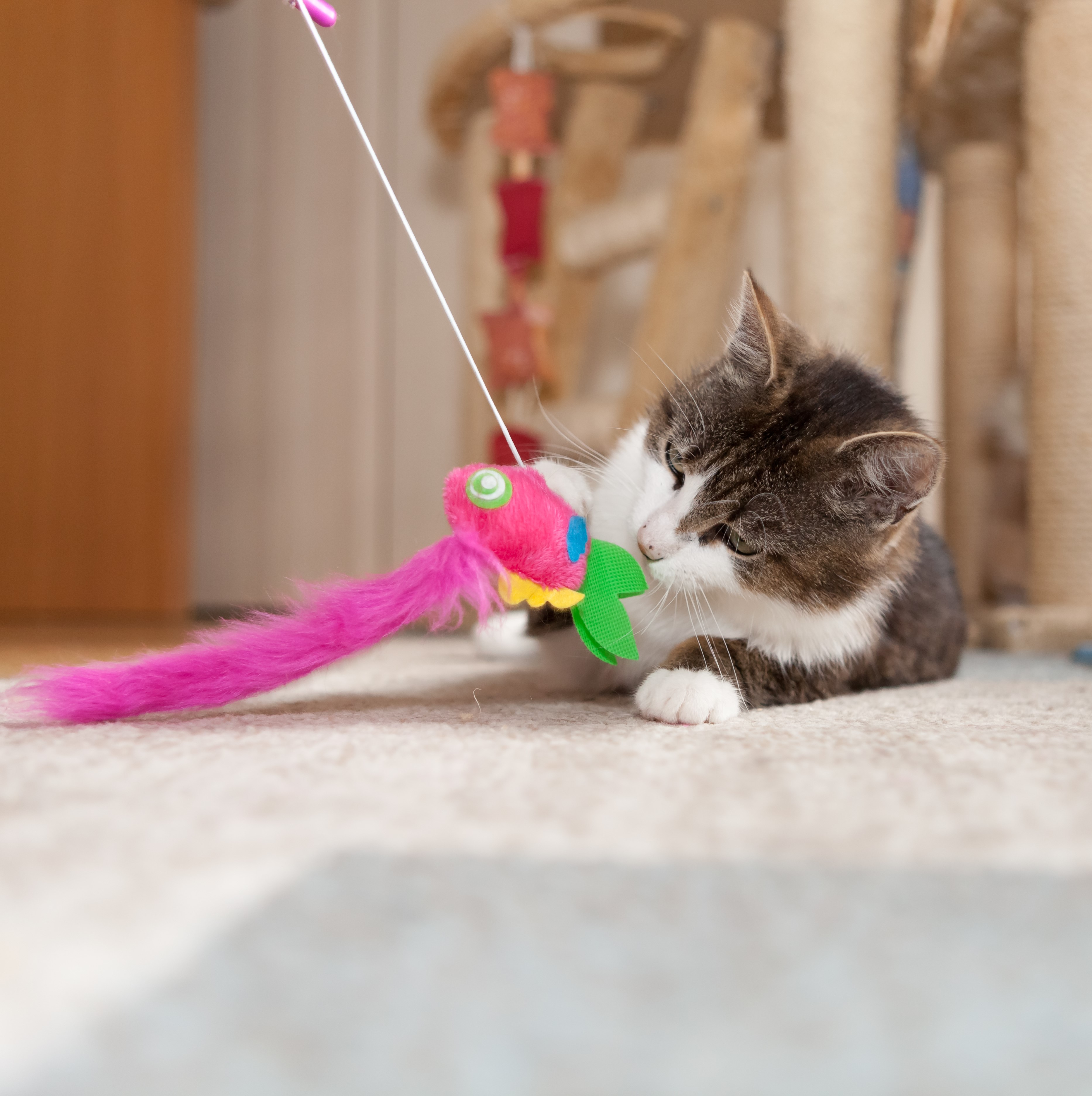 Cat Toys