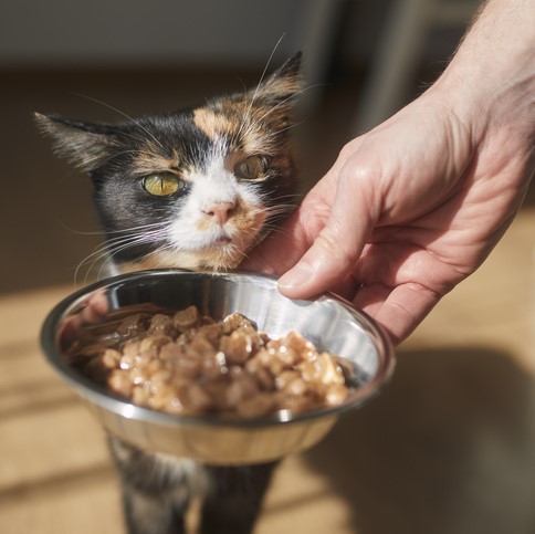 Wet Food