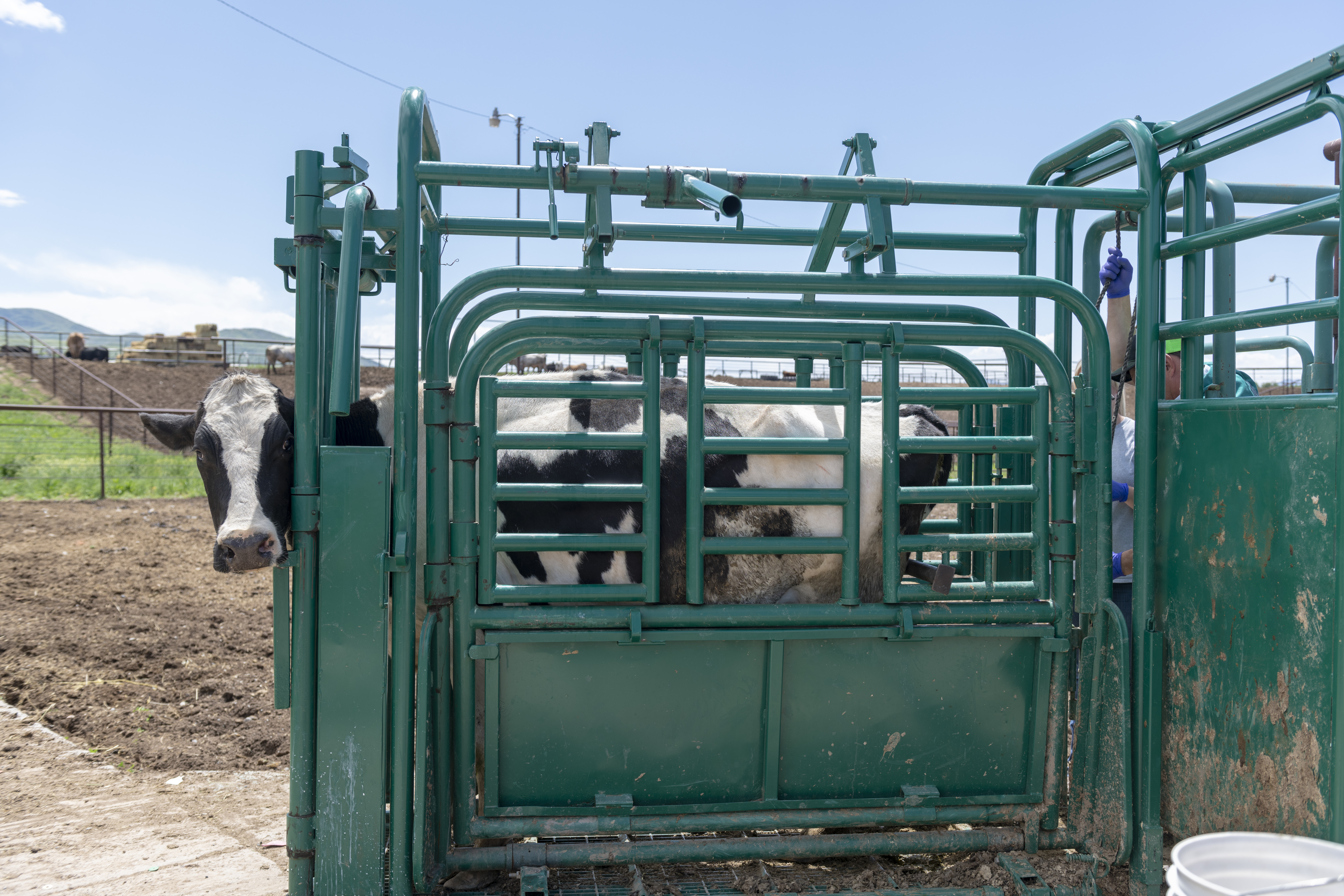 Chutes & Headgates