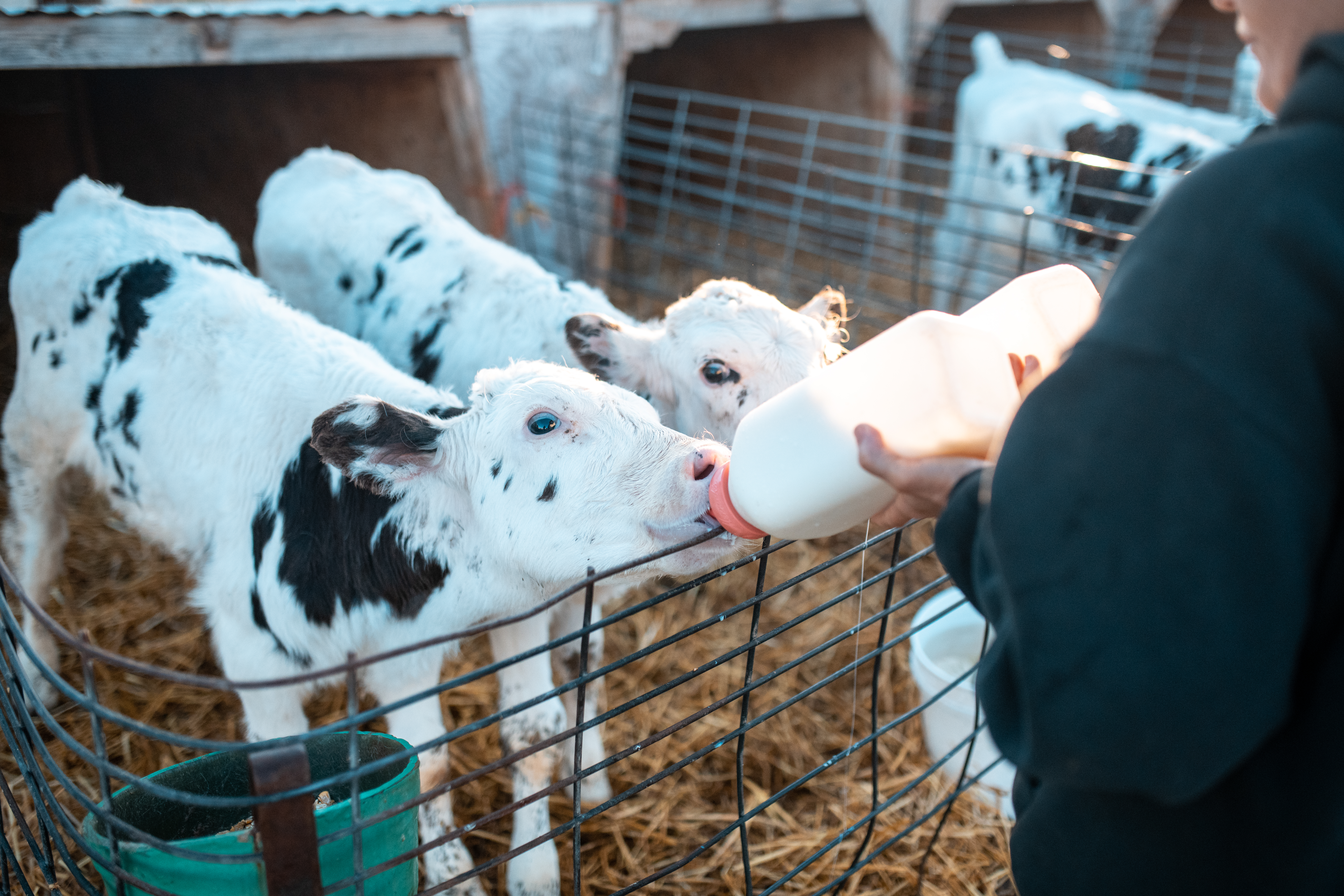 Colostrum
