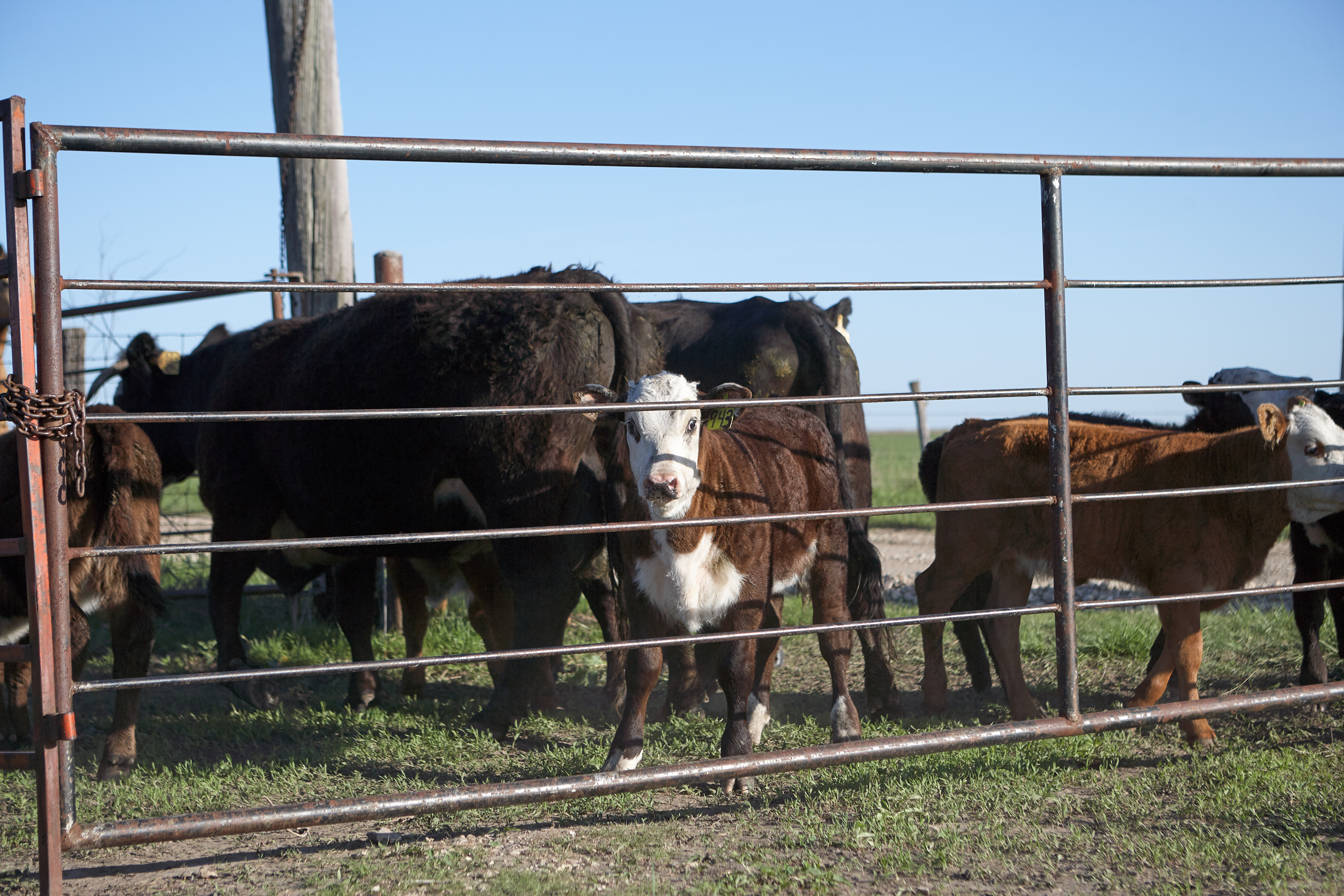 Corral Panels